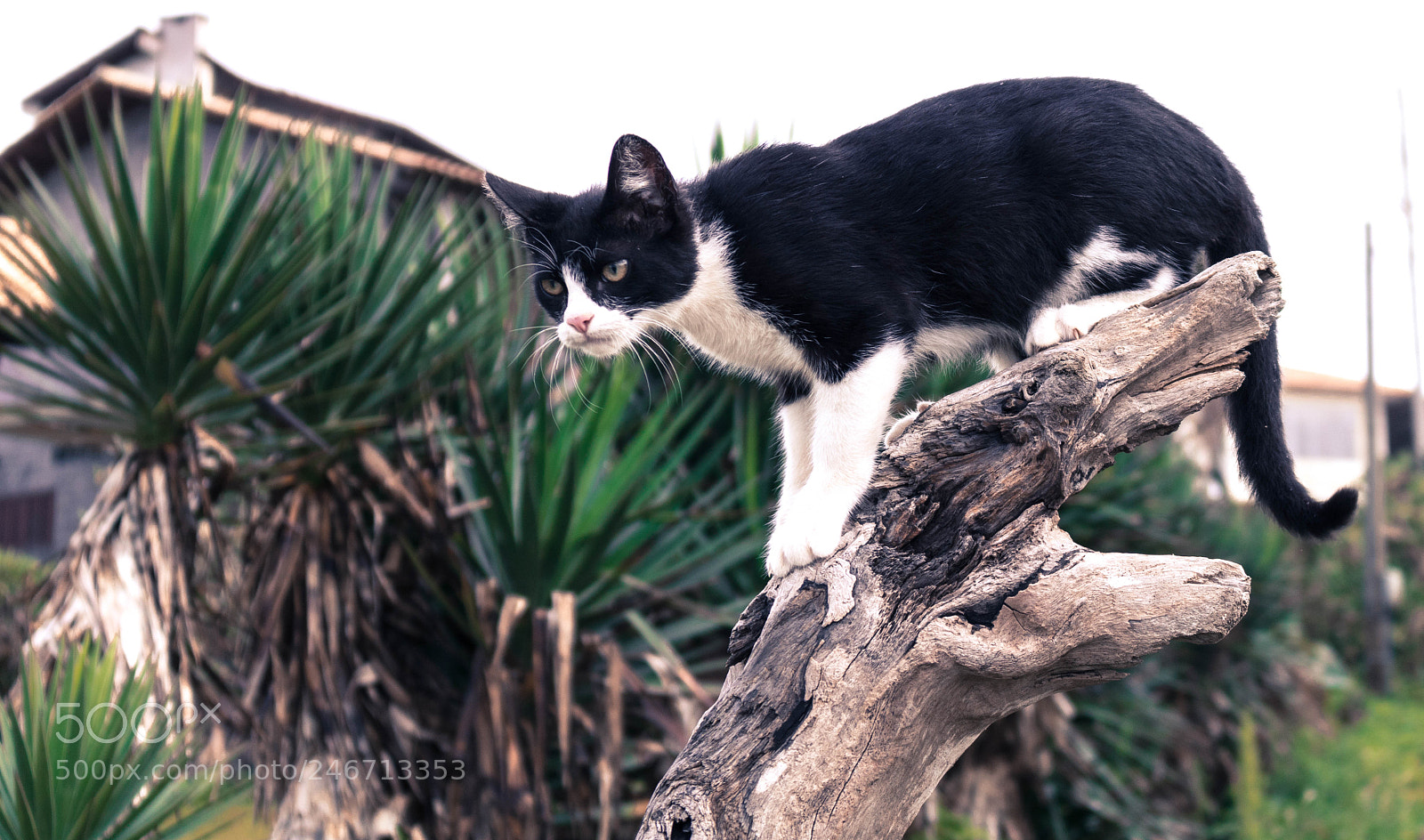 Canon EOS 750D (EOS Rebel T6i / EOS Kiss X8i) sample photo. Untitled photography