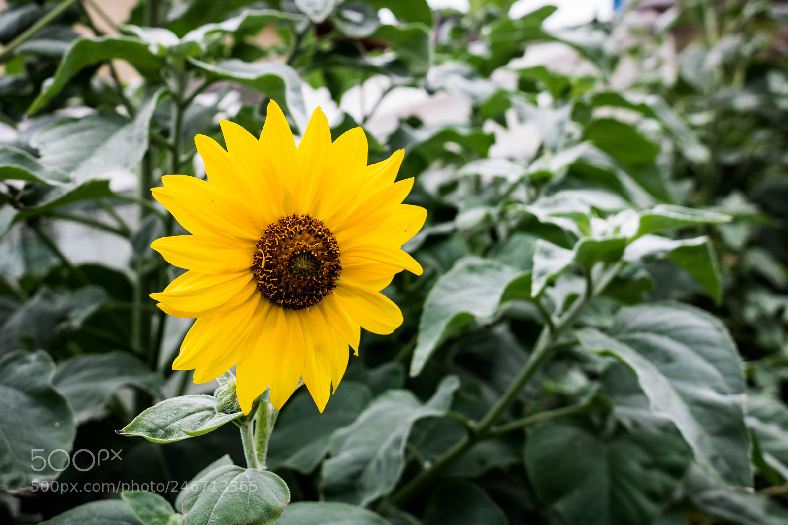 Canon EOS 750D (EOS Rebel T6i / EOS Kiss X8i) sample photo. Img photography