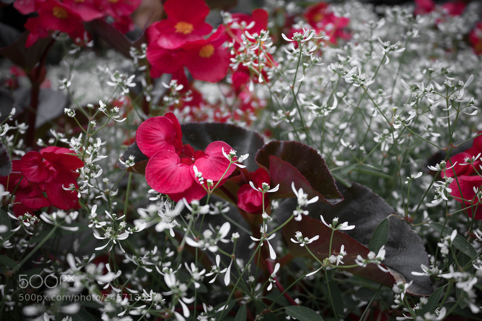 Canon EOS 750D (EOS Rebel T6i / EOS Kiss X8i) sample photo. Img photography