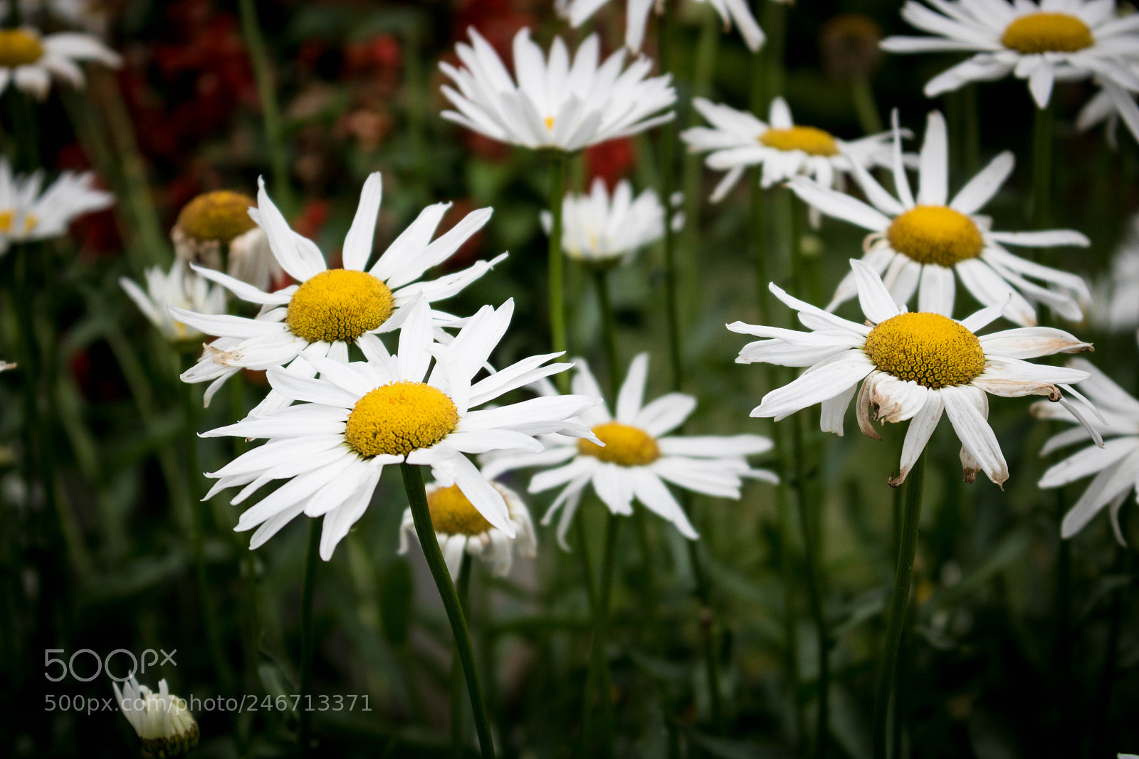 Canon EOS 750D (EOS Rebel T6i / EOS Kiss X8i) sample photo. Img photography