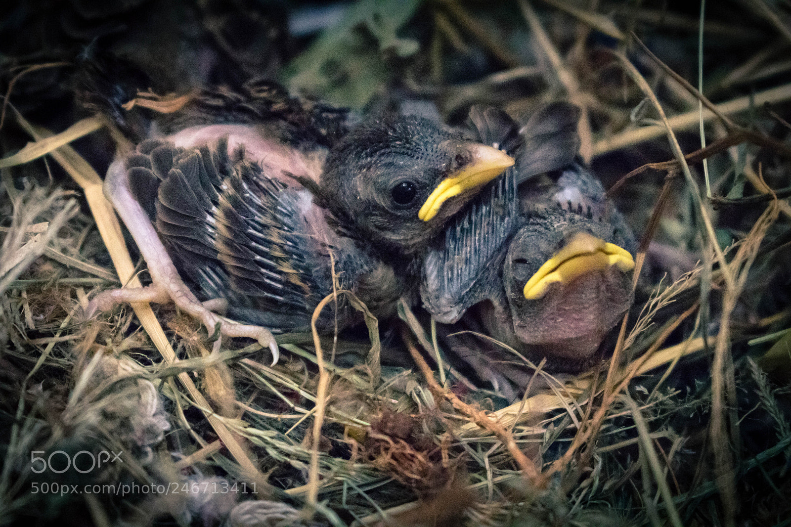 Canon EOS 750D (EOS Rebel T6i / EOS Kiss X8i) sample photo. Little birds photography