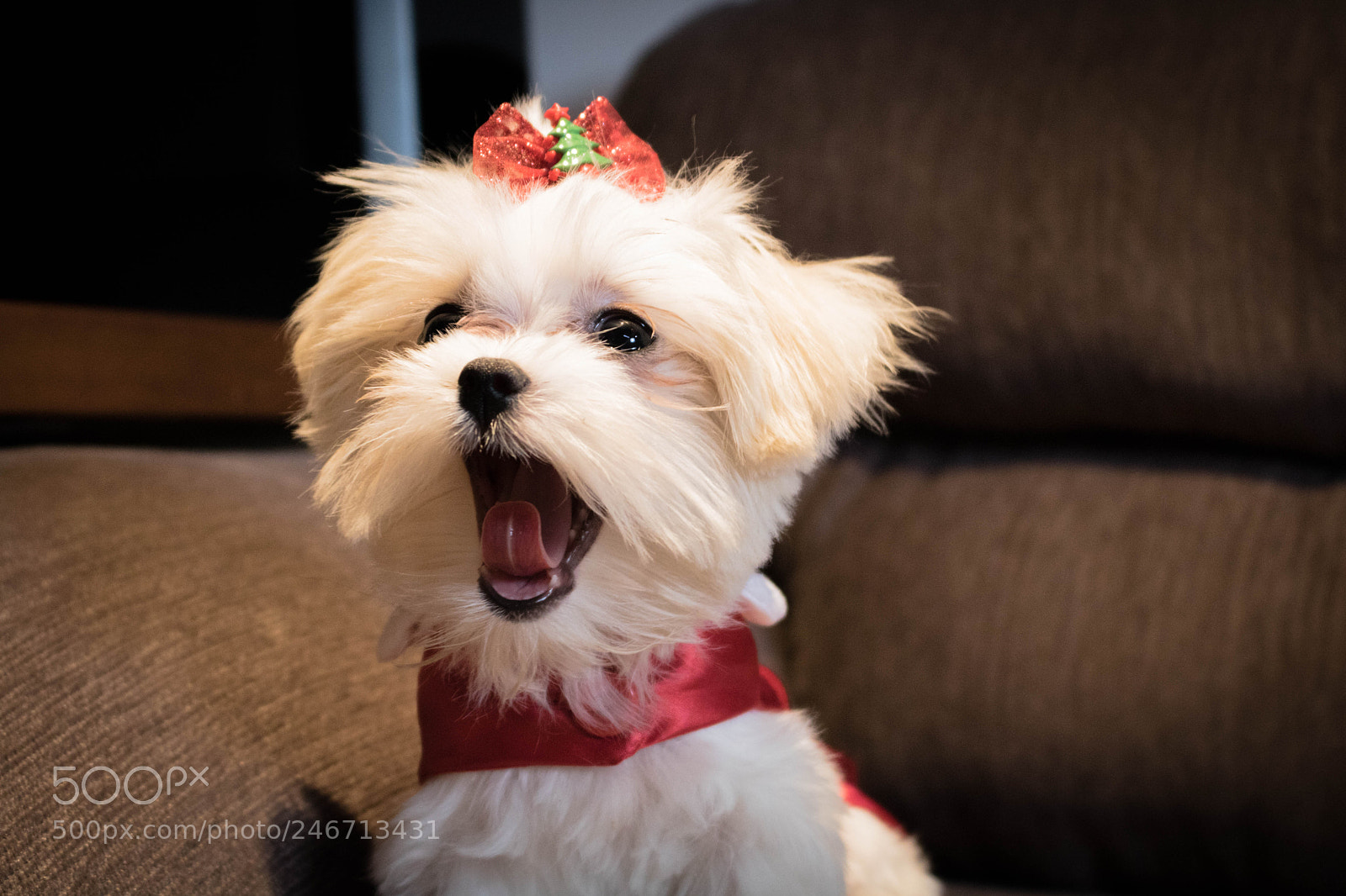 Canon EOS 750D (EOS Rebel T6i / EOS Kiss X8i) sample photo. Luly photography