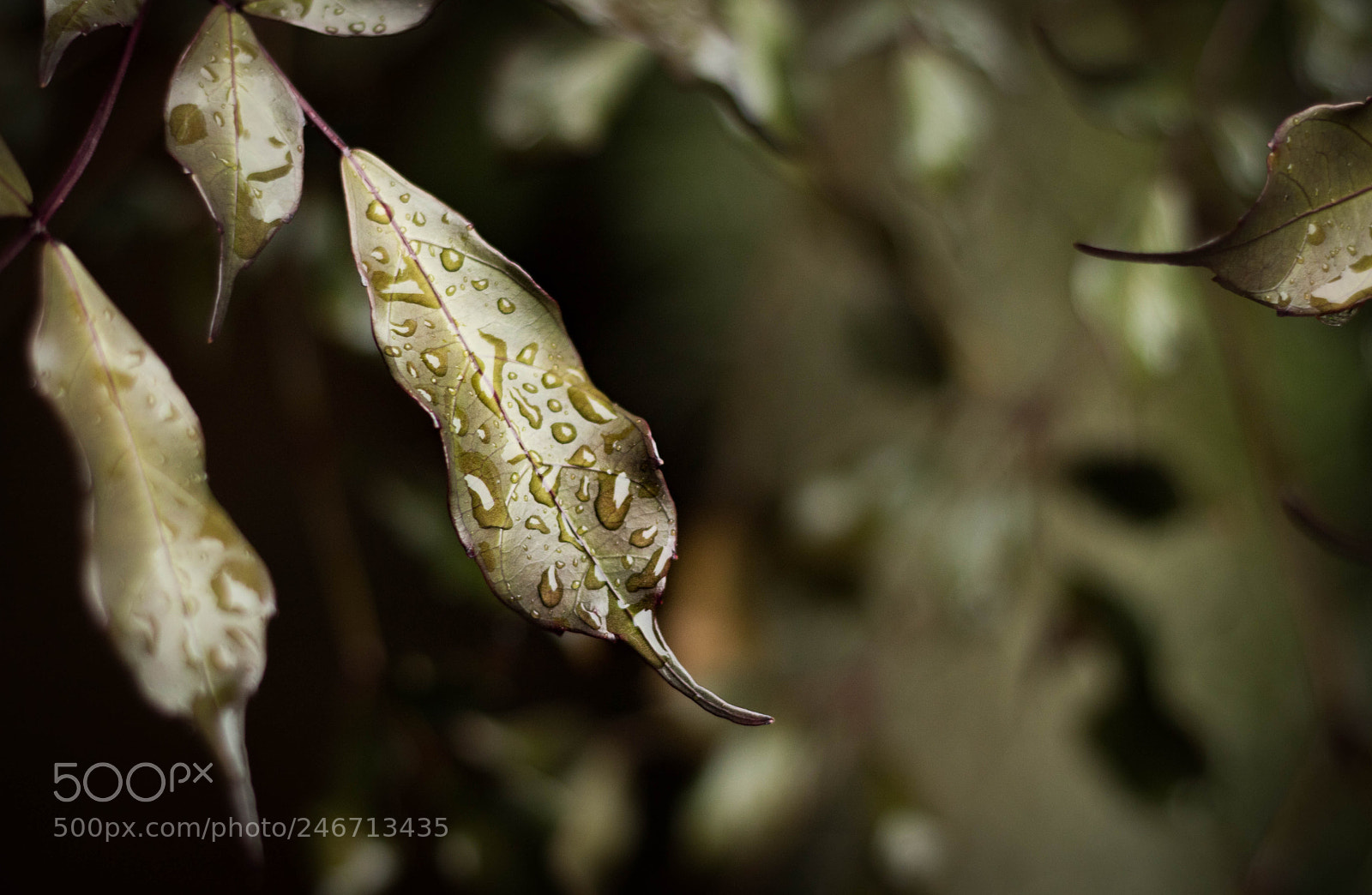 Canon EOS 750D (EOS Rebel T6i / EOS Kiss X8i) sample photo. O orvalho photography