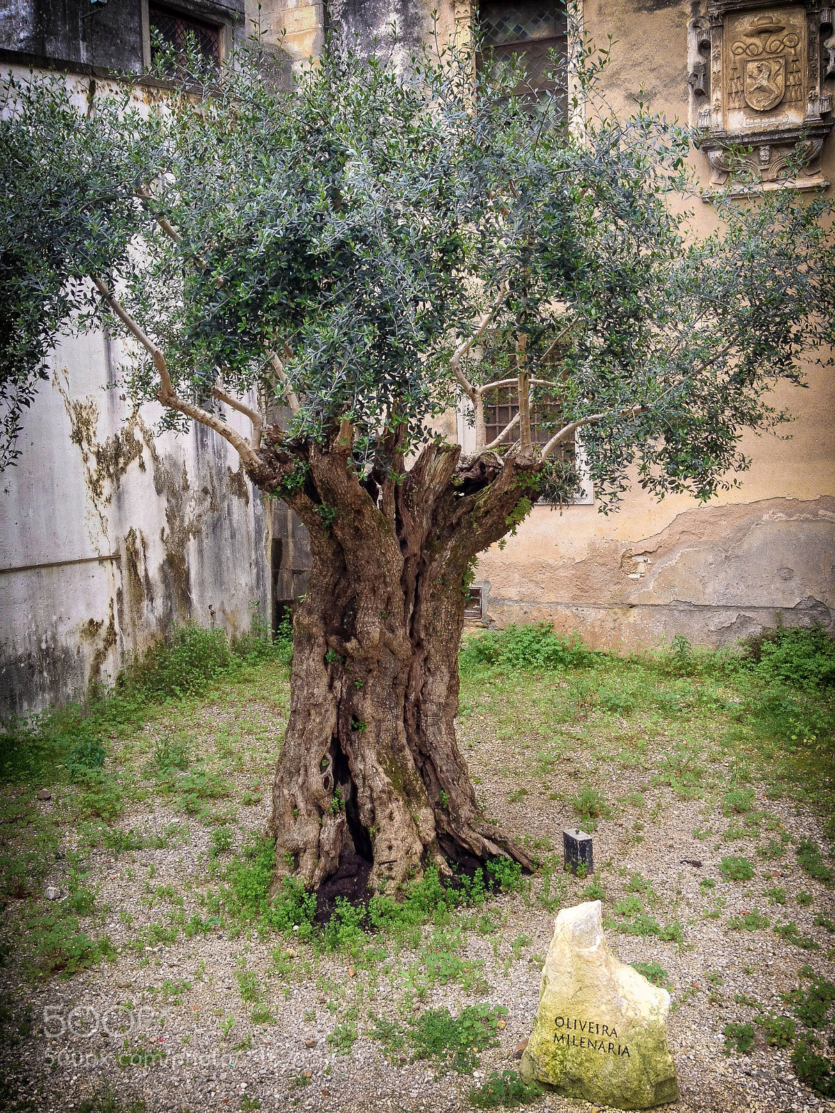 Apple iPhone 4S sample photo. Img photography
