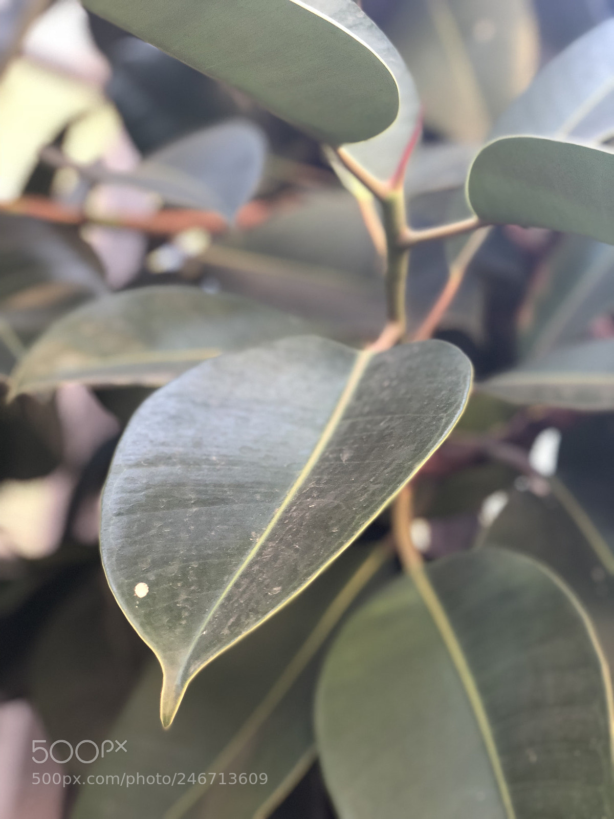 Apple iPhone X sample photo. Deep green leaves photography