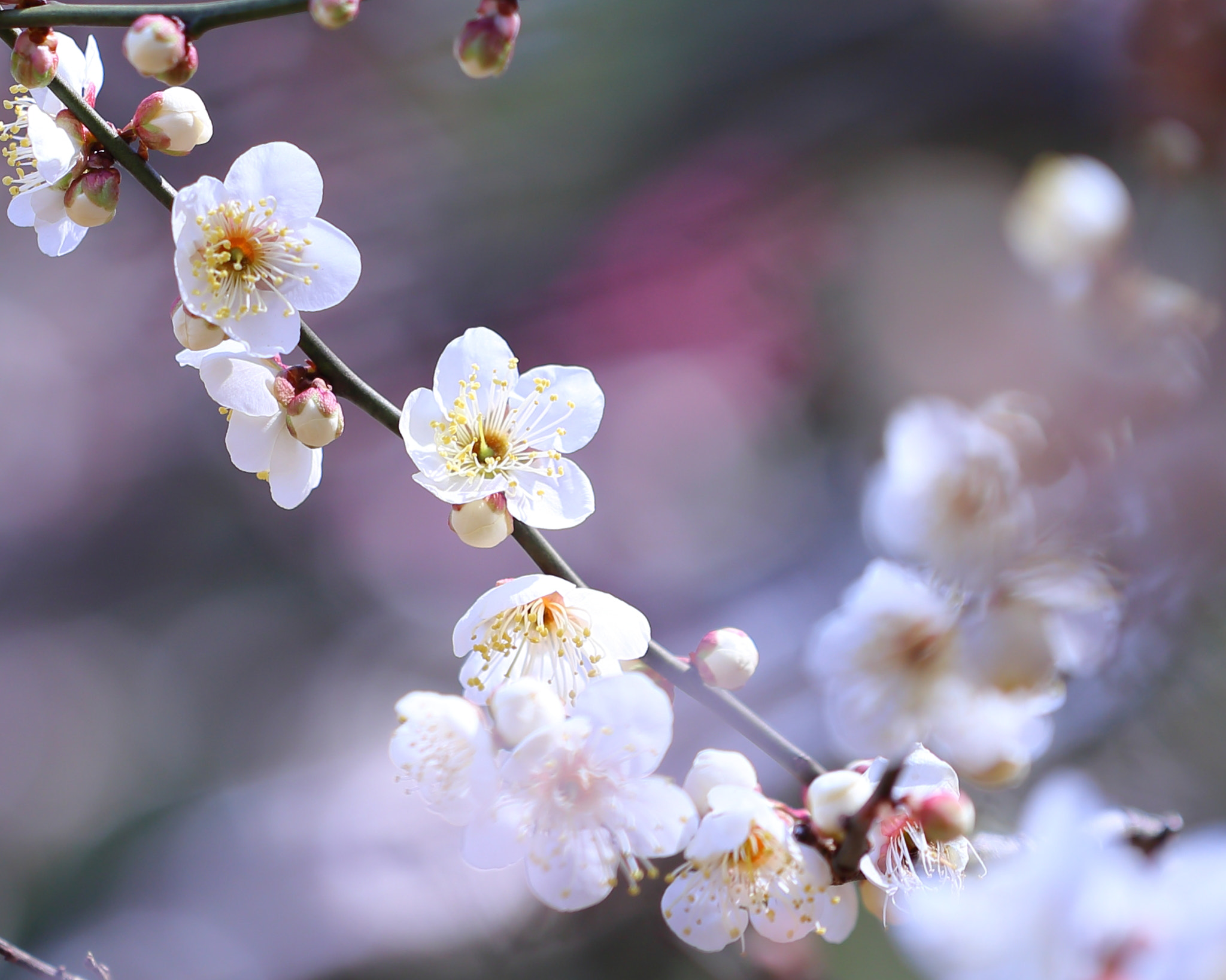 Canon EF 100mm F2.8L Macro IS USM sample photo. Plum blossoms photography