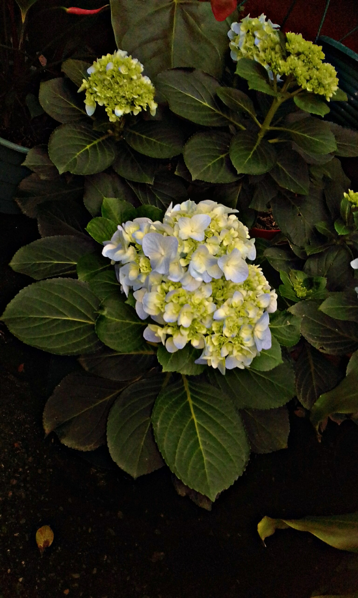 Samsung Galaxy J1 Mini Prime sample photo