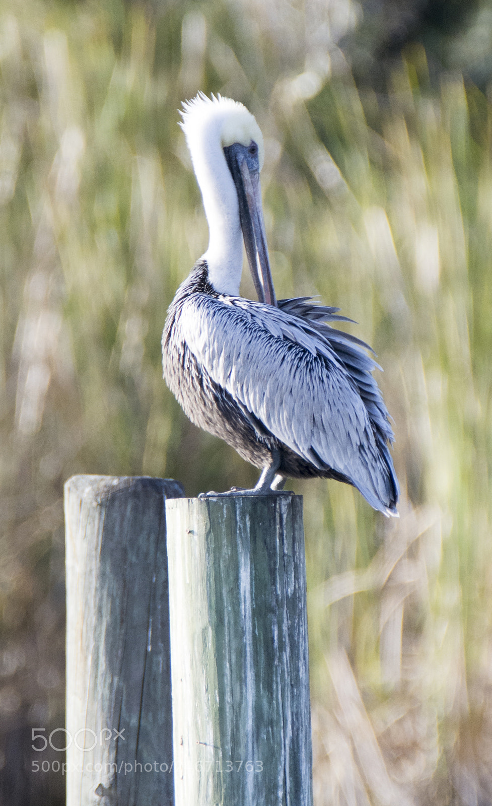 Nikon D5200 sample photo. Brown pelican photography