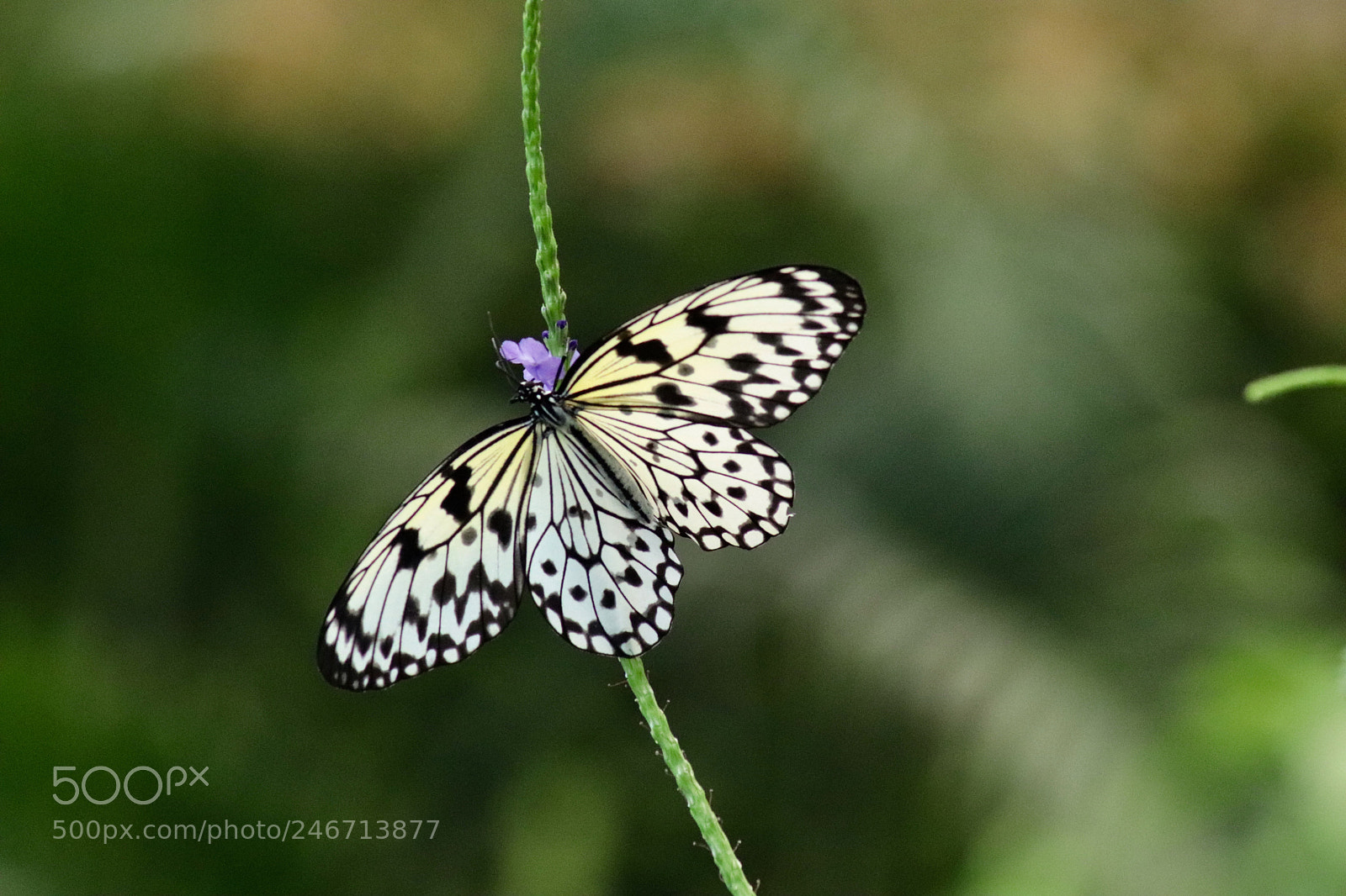 Canon EOS 77D (EOS 9000D / EOS 770D) sample photo. Idea leuconoe  photography