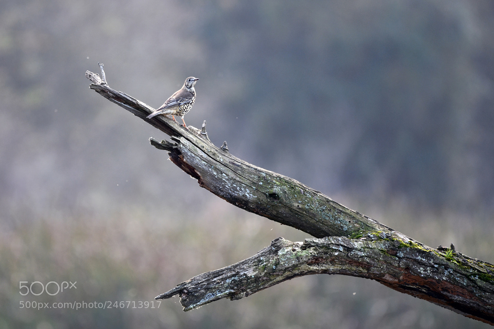 Nikon D850 sample photo. Lone bird photography