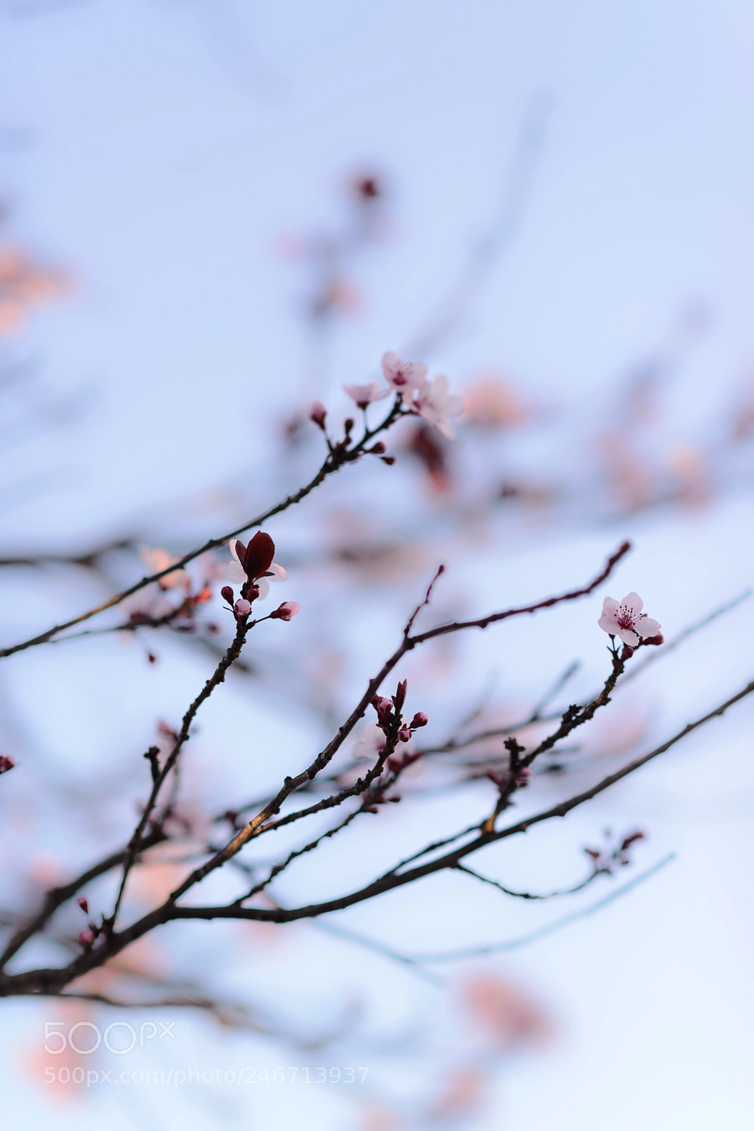 Nikon D610 sample photo. Between weakness and strength photography