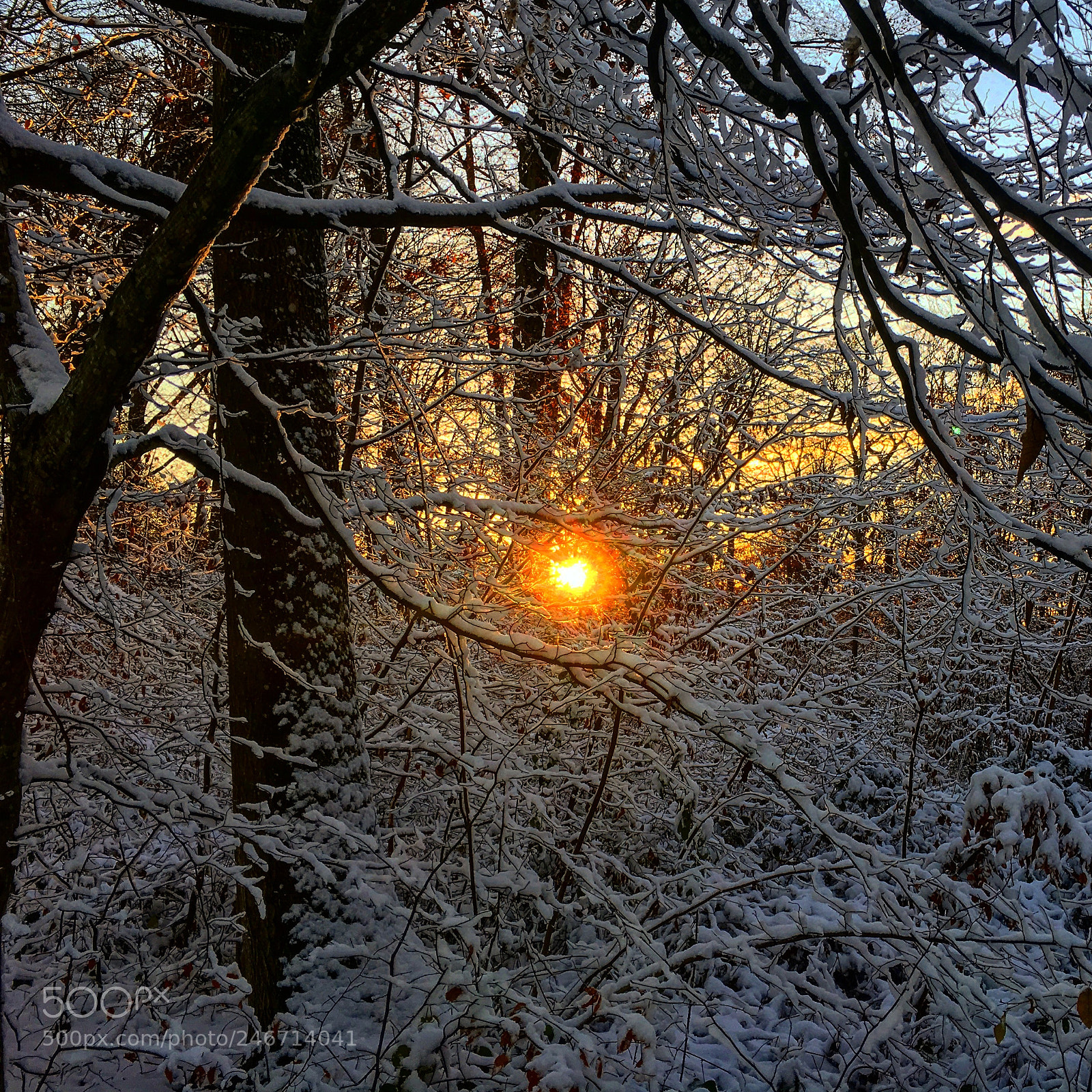 Apple iPhone 6s sample photo. Sunset in the forest photography