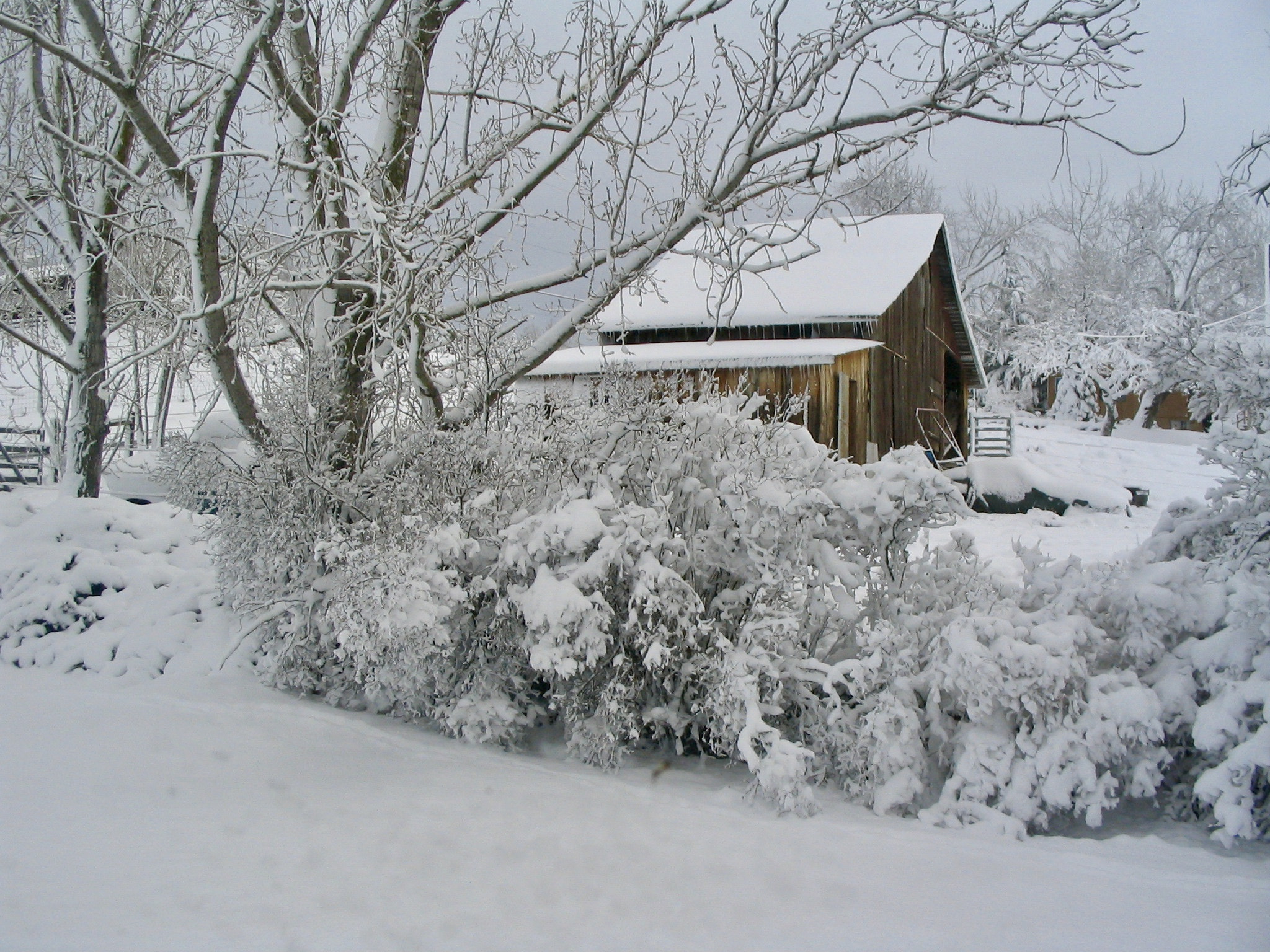 Canon POWERSHOT A70 sample photo. Snow - winter 2 photography