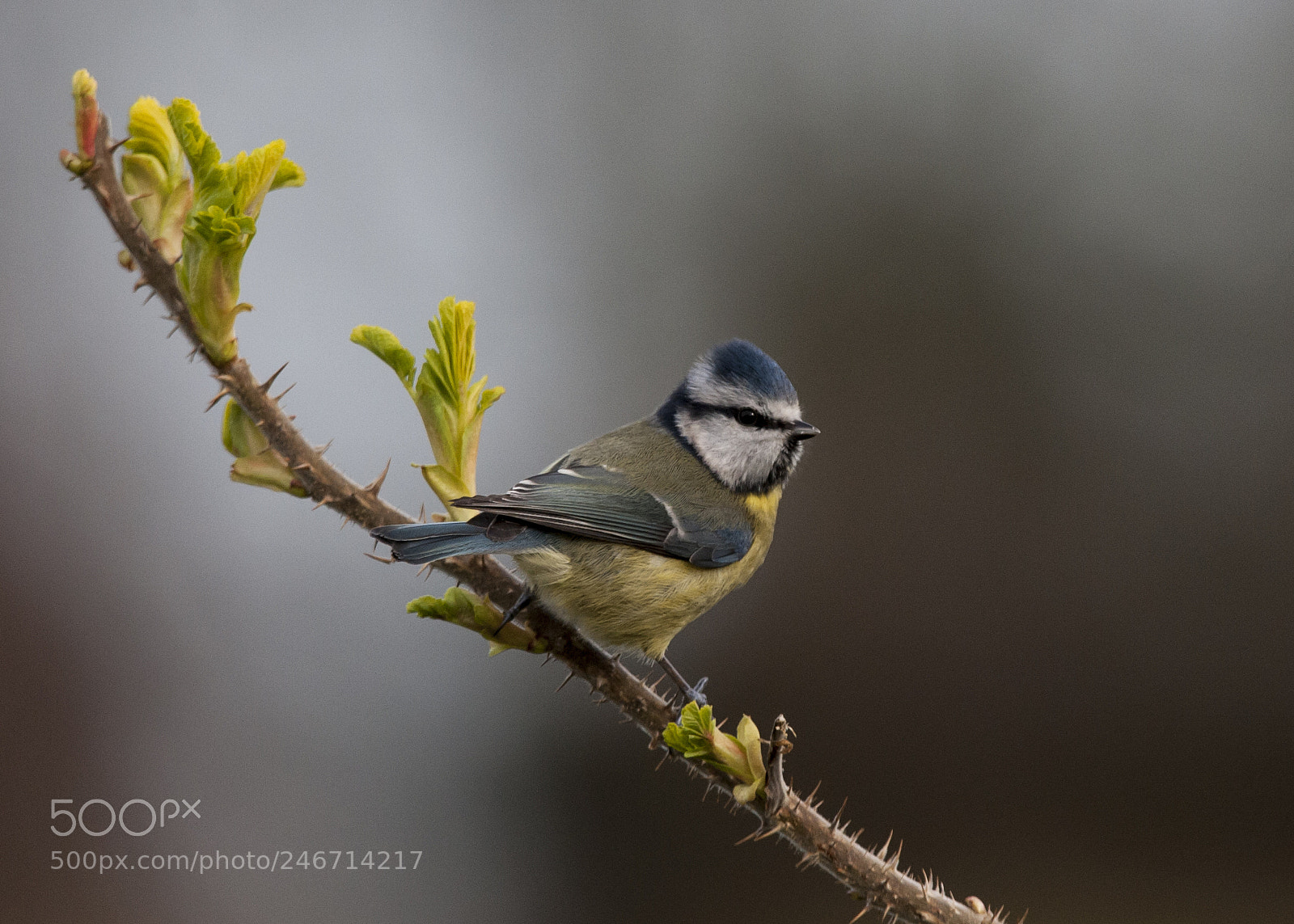 Nikon D700 sample photo. Blue tit photography