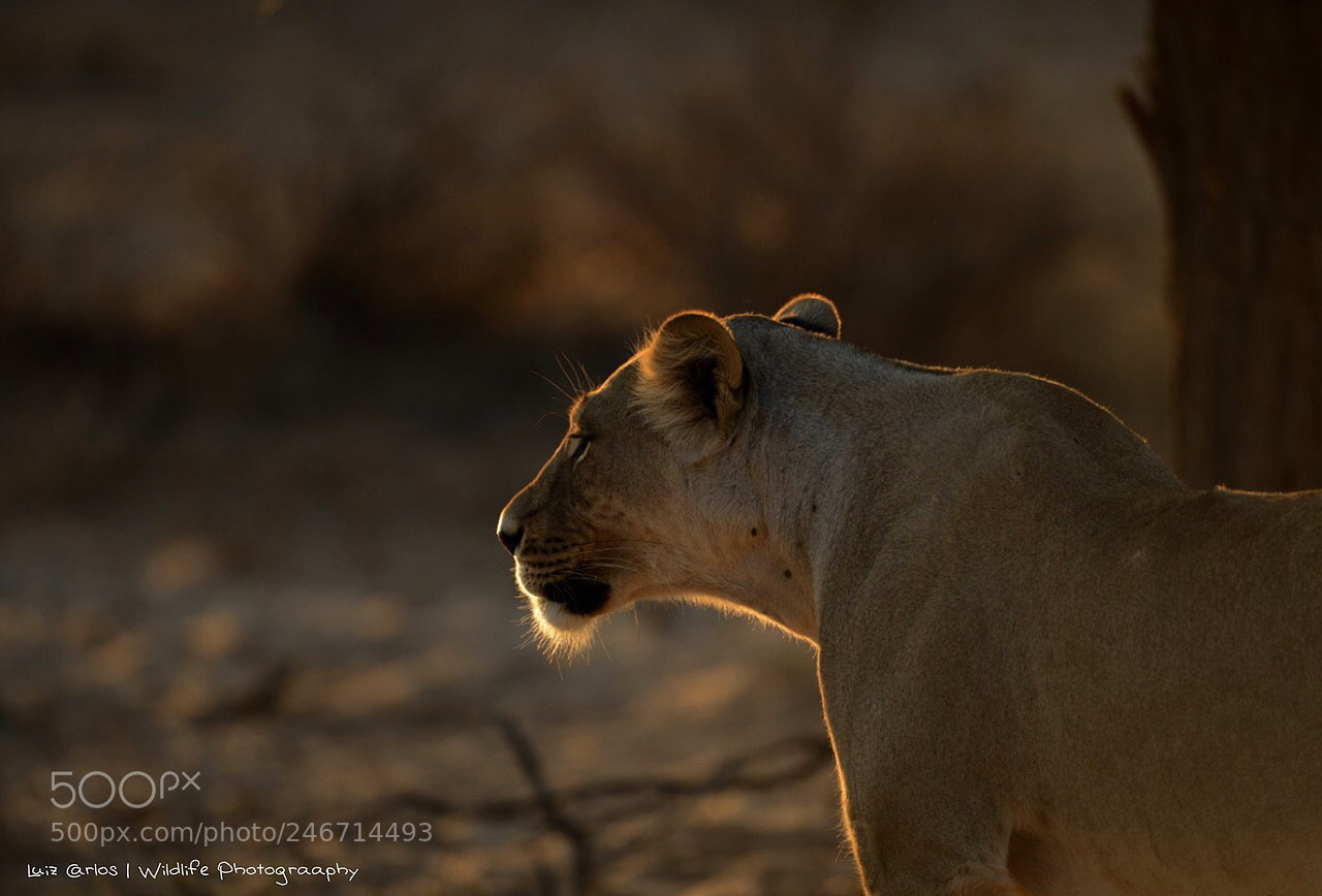Nikon D800 sample photo. Lioness at kgalagadi, south photography