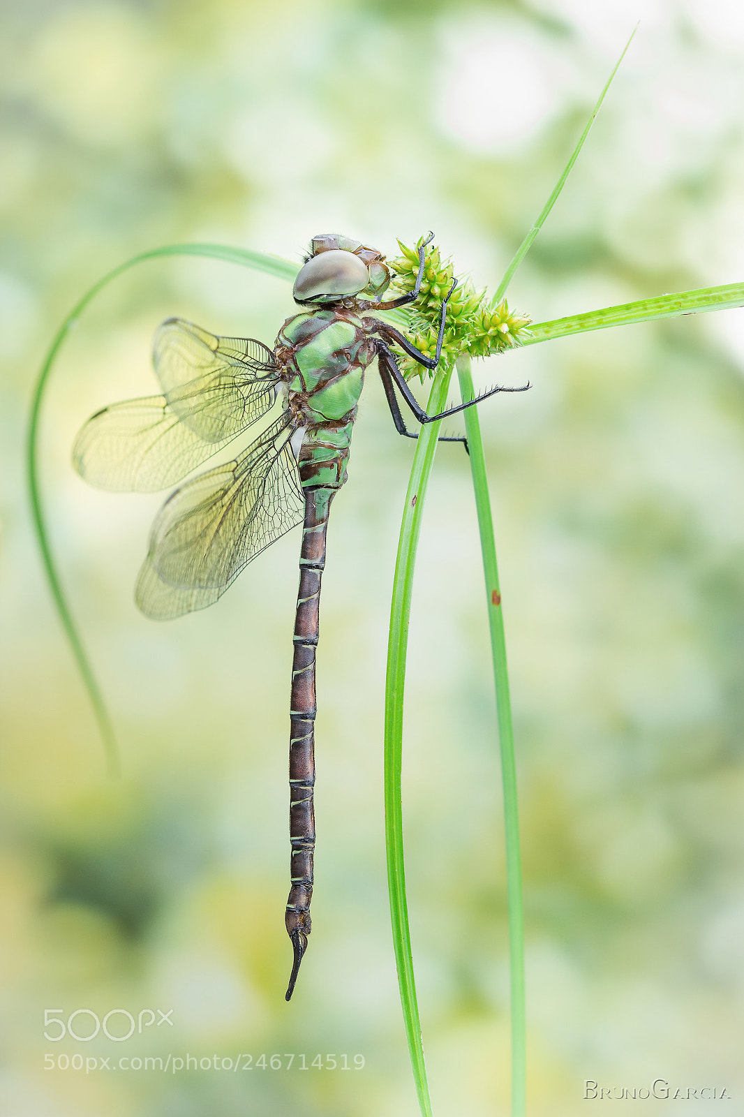 Canon EOS 600D (Rebel EOS T3i / EOS Kiss X5) sample photo. Coryphaeschna sp. (aeshnidae) photography