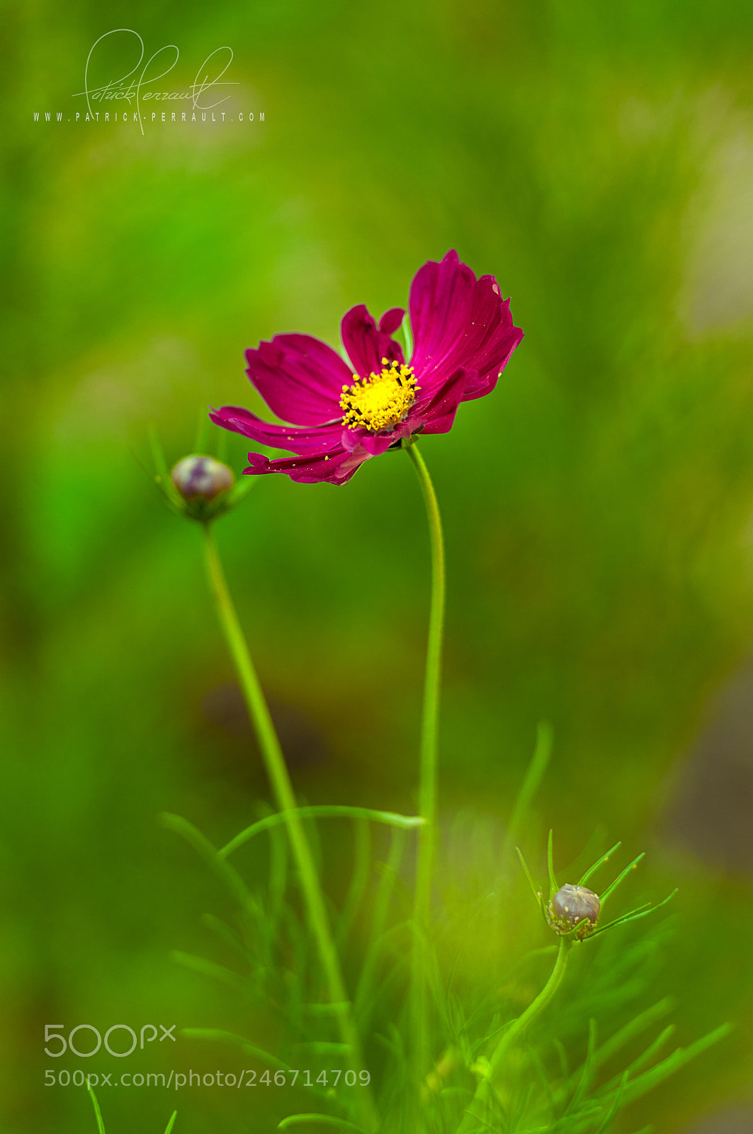 Nikon D300S sample photo. Aix garden photography