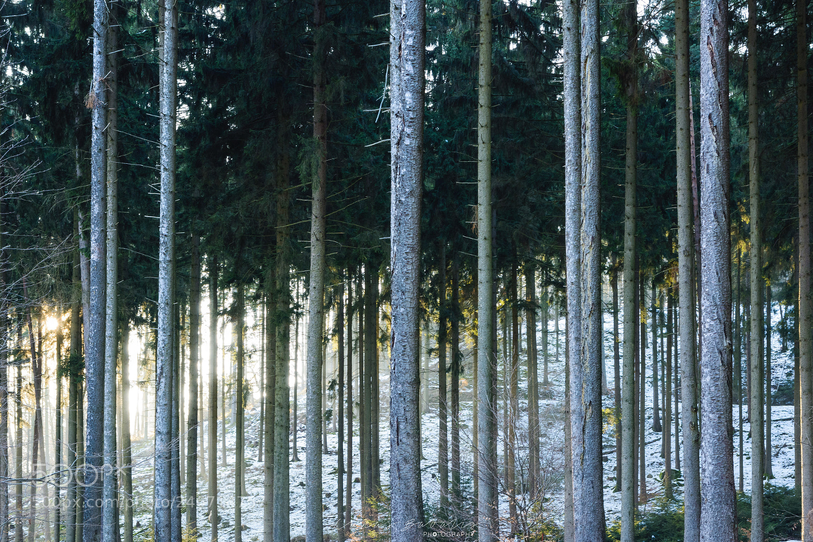 Nikon D7100 sample photo. German birches photography