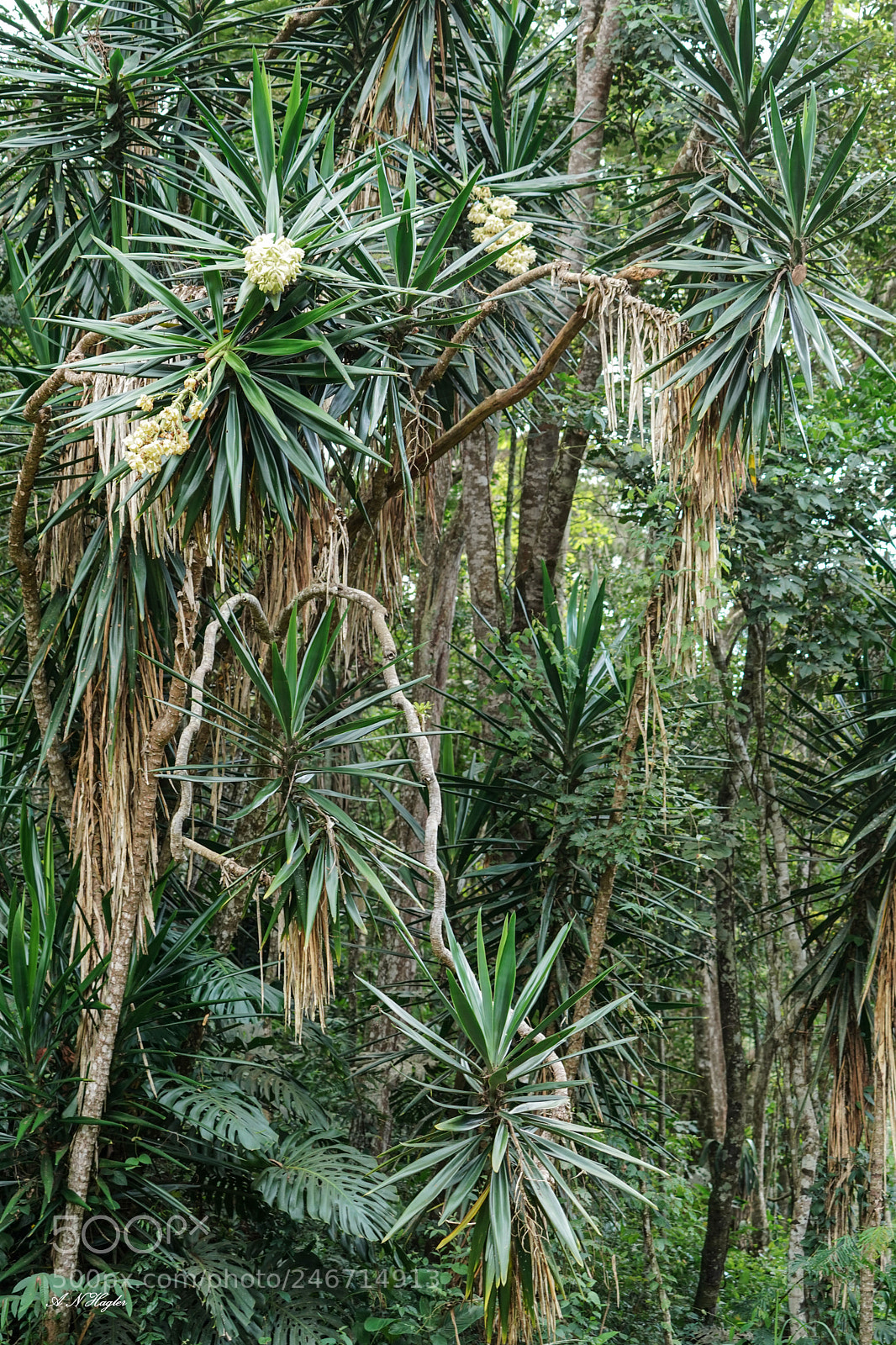 Sony a9 sample photo. Atlantic forest itaipava rj photography