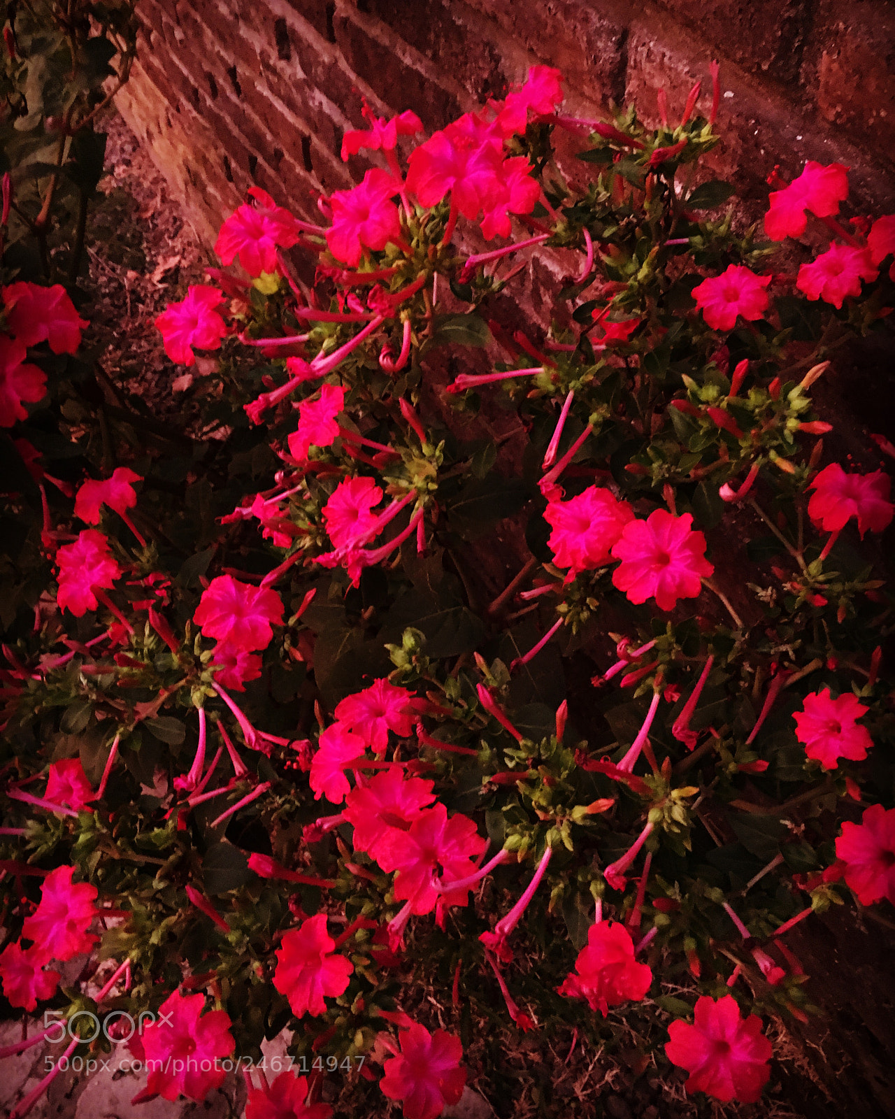 Apple iPhone 6s sample photo. Selváticas photography