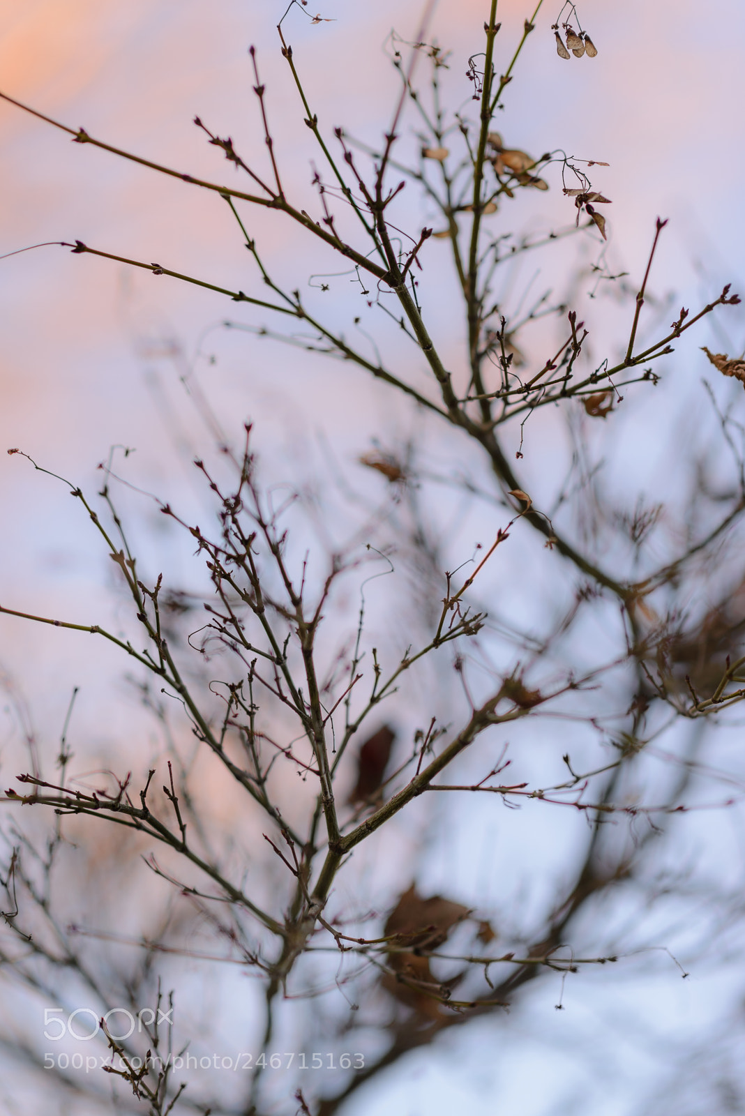 Nikon D610 sample photo. Between weakness and strength photography