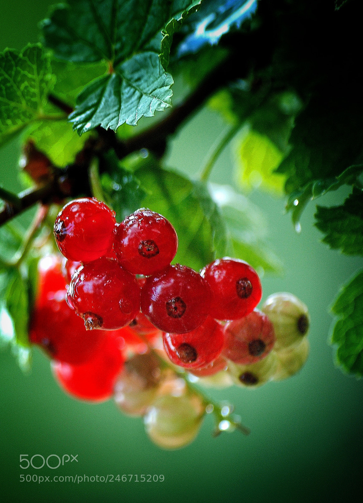 Nikon D80 sample photo. Untitled photography