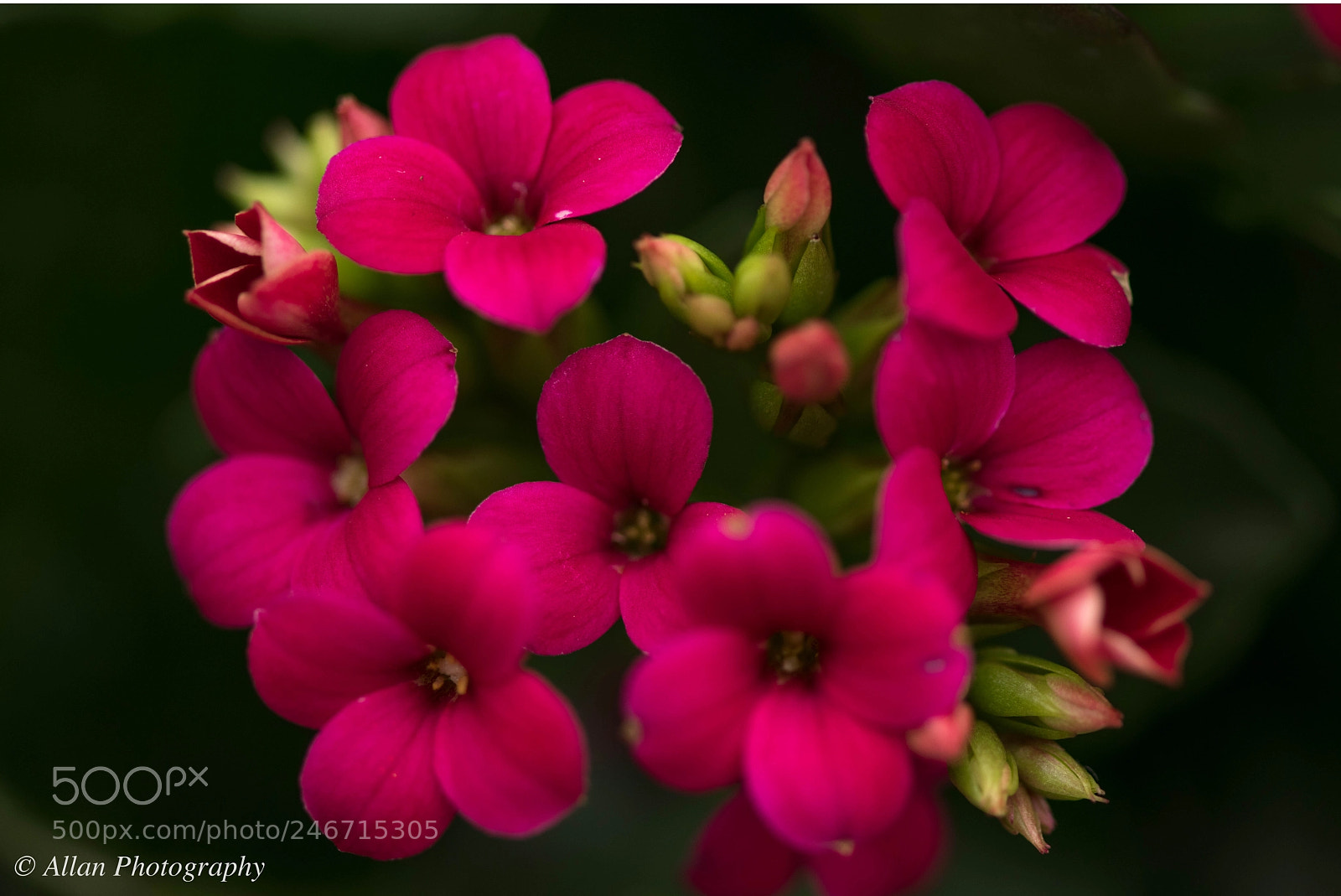 Nikon D850 sample photo. Macro red flower photography