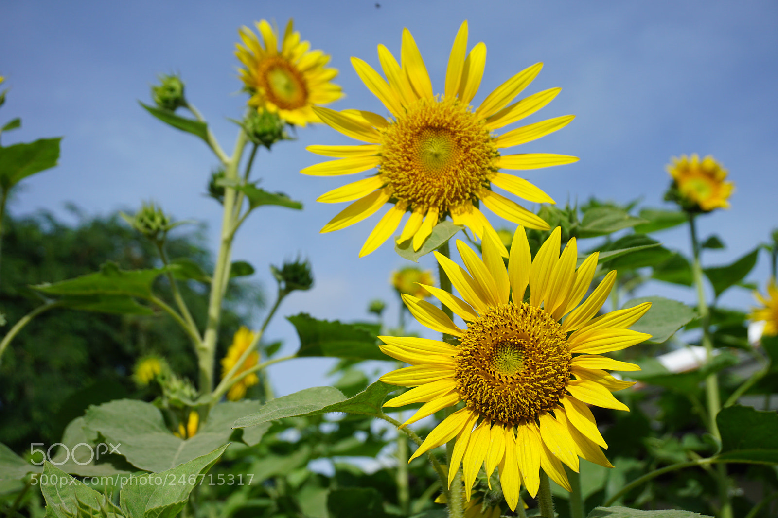 Sony a6000 + Sony E 18-50mm F4-5.6 sample photo. Dsc photography