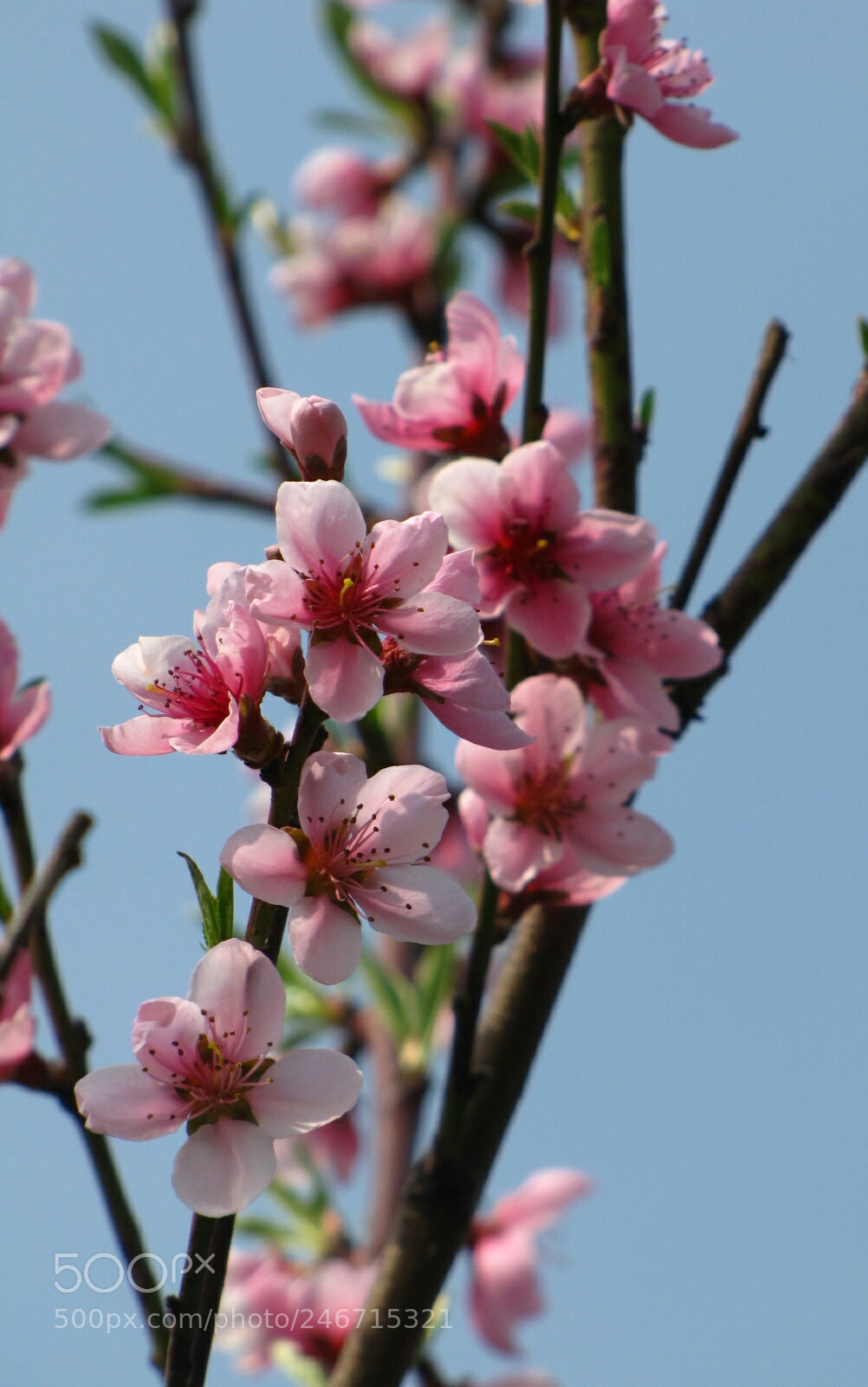 Canon PowerShot SX10 IS sample photo. Peach tree photography