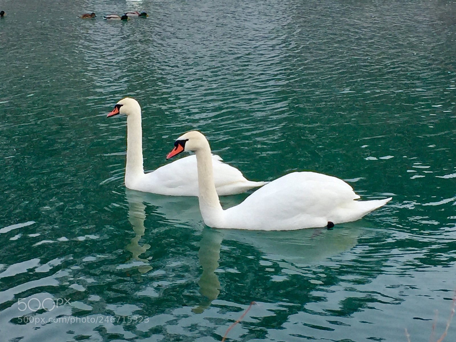 Apple iPhone 6 Plus sample photo. Untitled photography