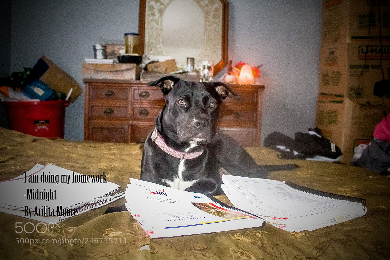 Canon EOS 100D (EOS Rebel SL1 / EOS Kiss X7) sample photo. My dog midnight is photography
