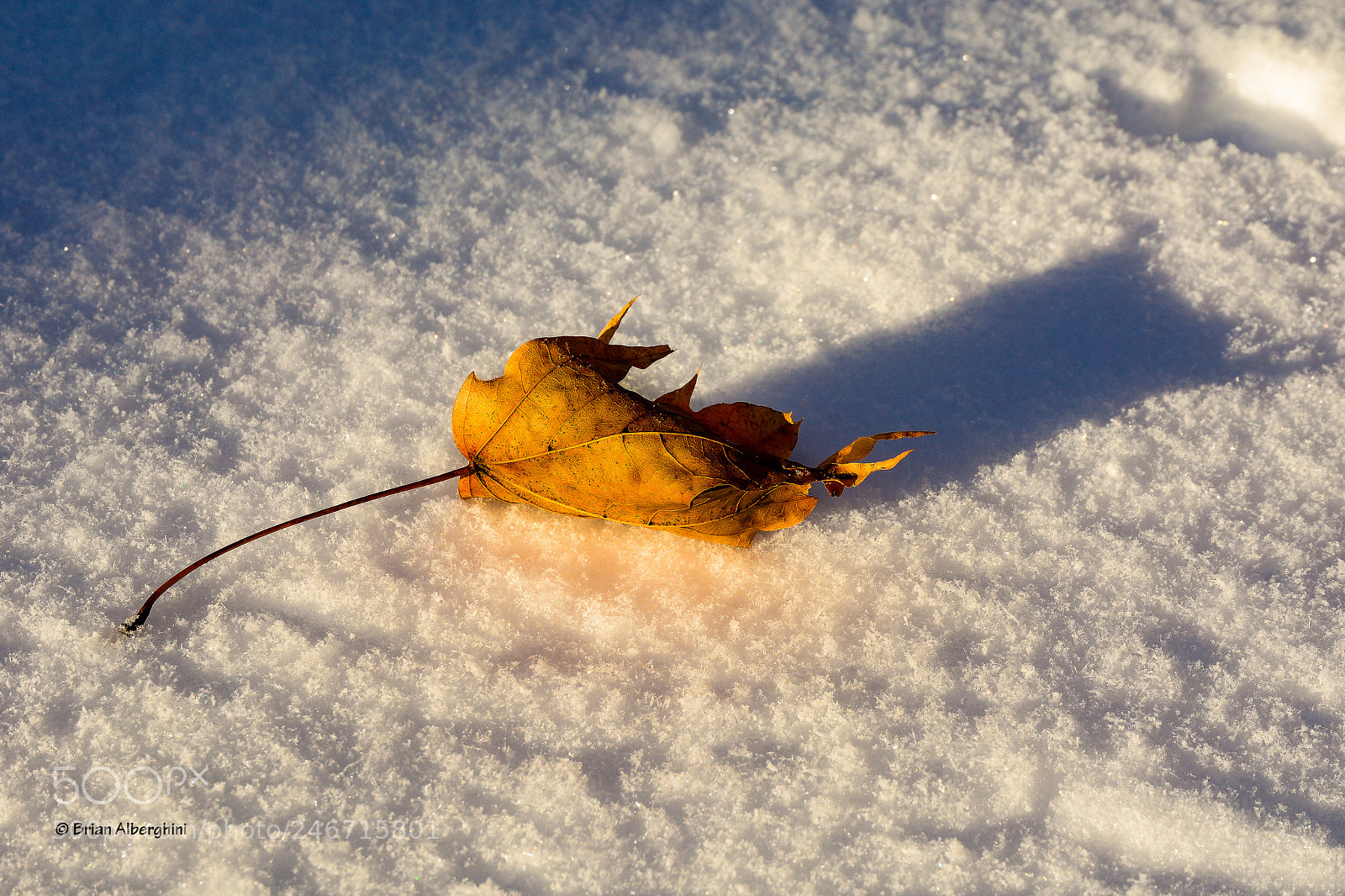 Nikon D7100 sample photo. Leaf on snow photography