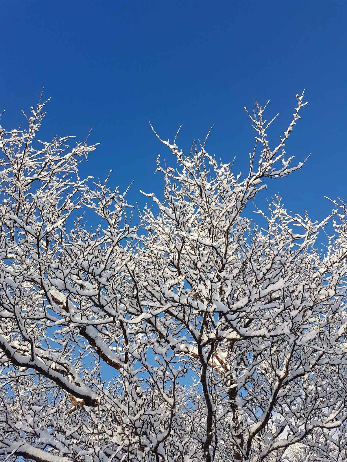 Samsung Galaxy S7 Edge sample photo. Snow tree photography