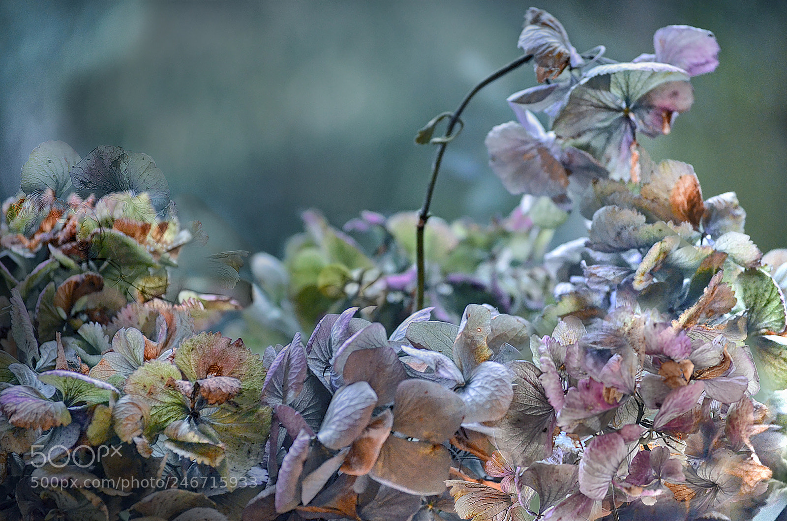 Nikon D5100 sample photo. Dreamy ! photography