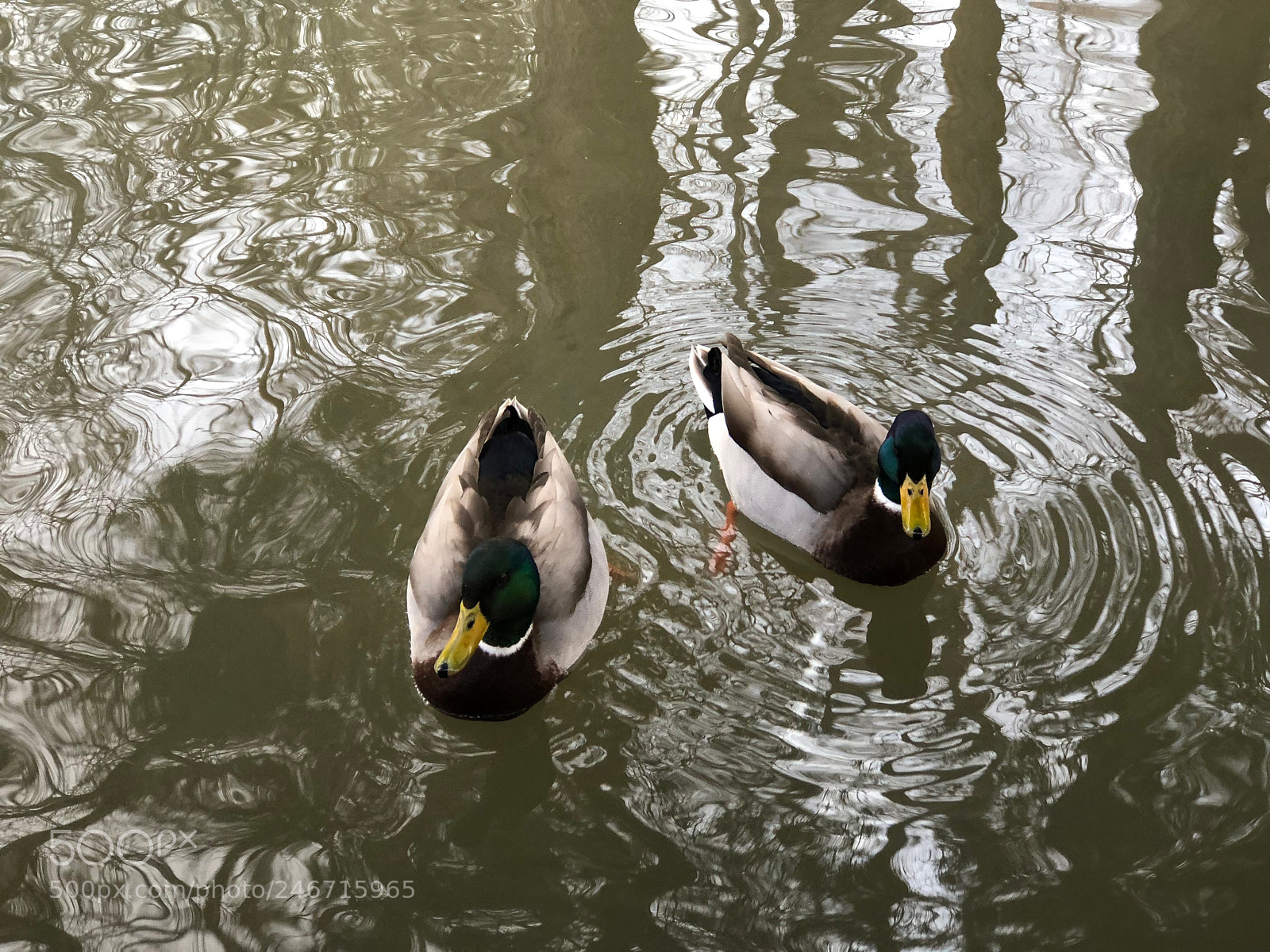Apple iPhone 8 Plus sample photo. Duck duck photography