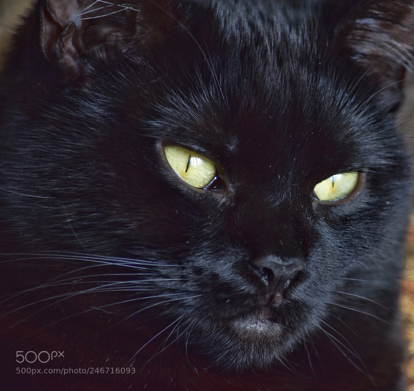 Nikon D5600 sample photo. Melody photography