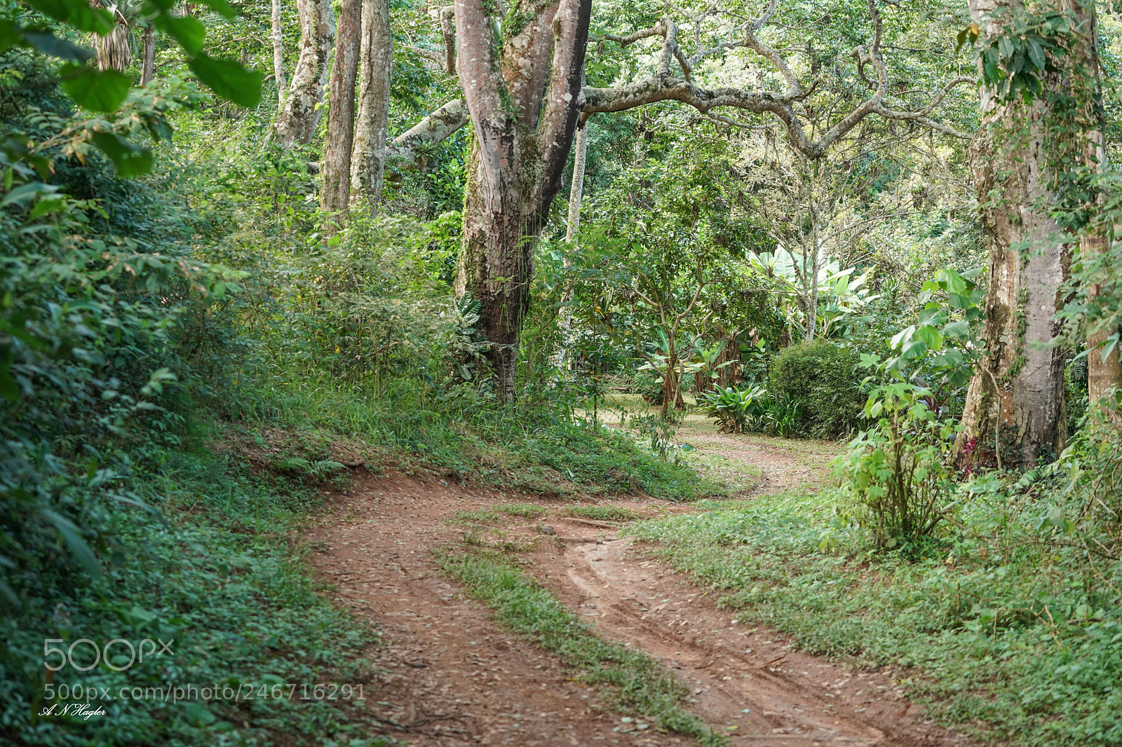 Sony a9 sample photo. Side road posto sao photography
