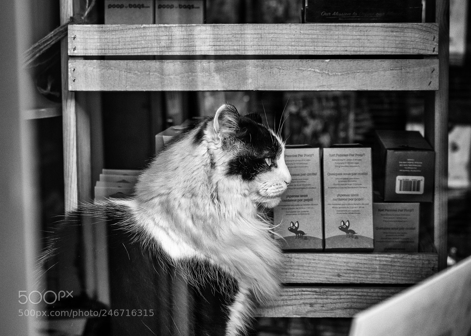 Olympus OM-D E-M1 Mark II sample photo. Storekitty photography