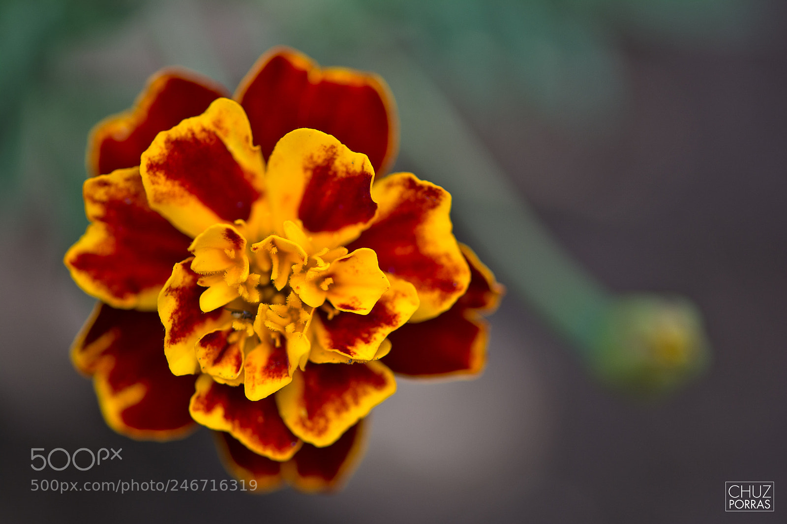 Nikon D7100 sample photo. Yellow and red photography