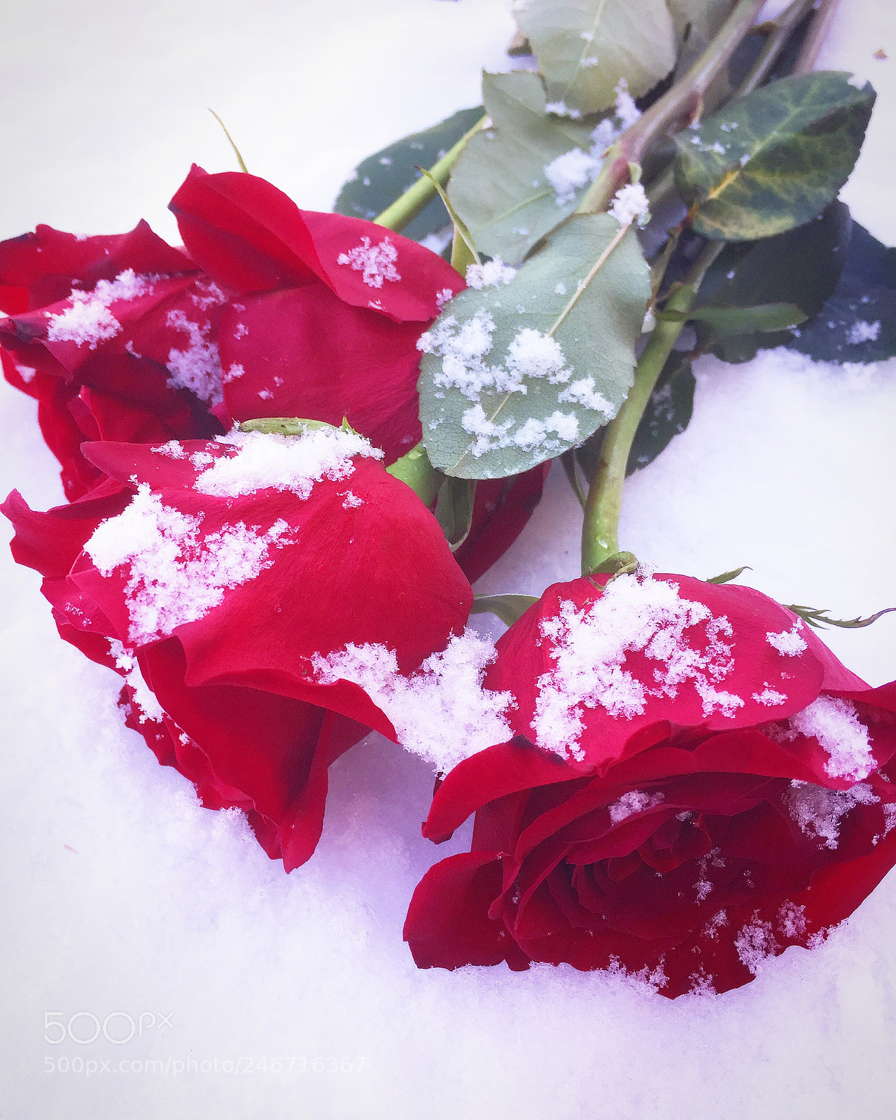 Apple iPhone 6 sample photo. Roses ? snow photography