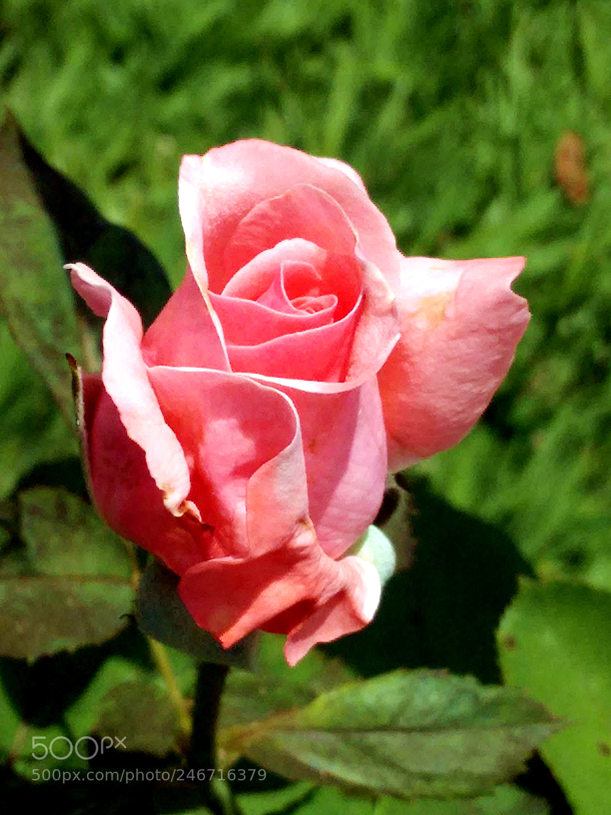 Motorola Moto G (2nd Gen) sample photo. Img_20171216_123906495.jpg photography