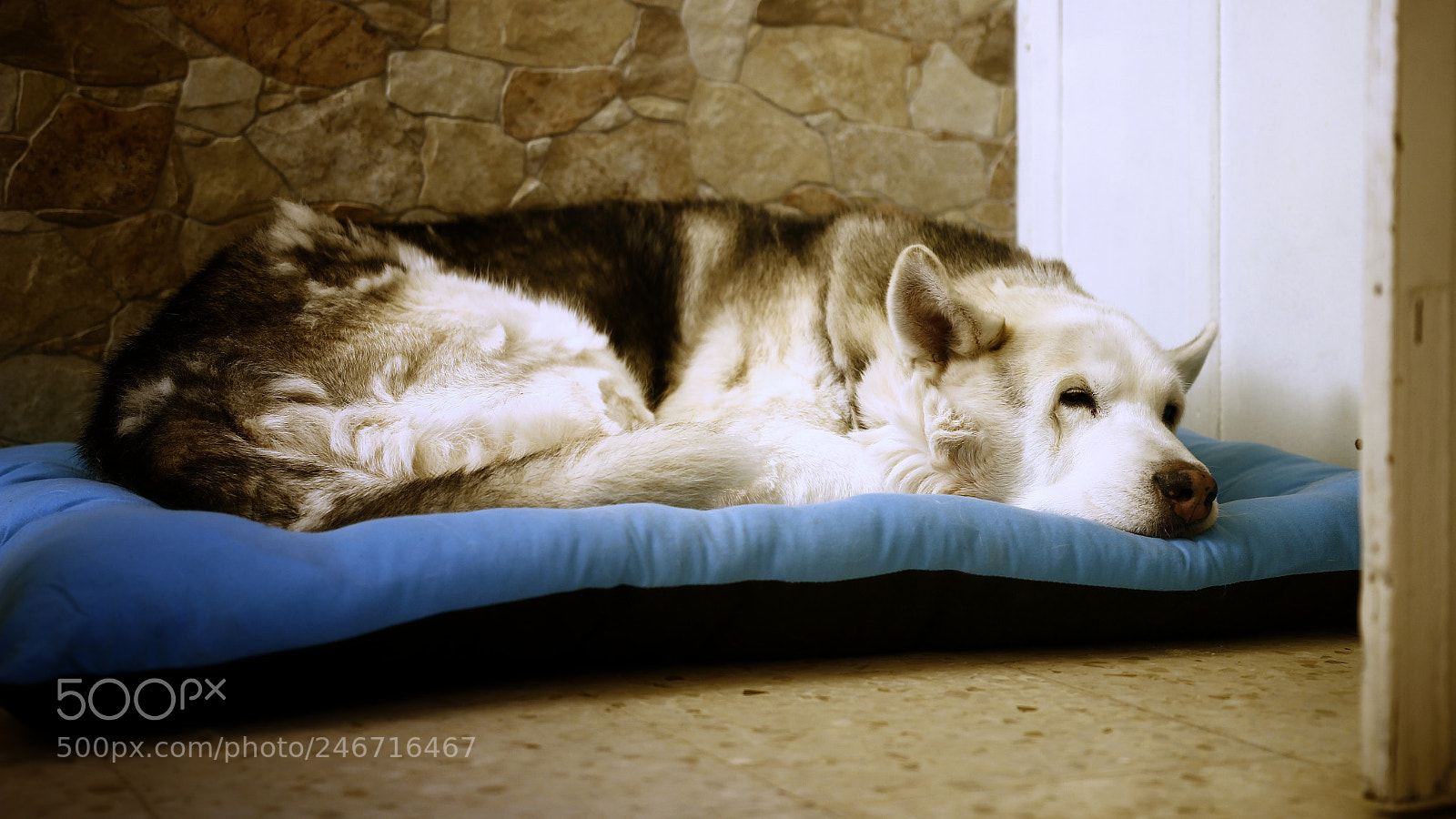 Canon EOS 60D sample photo. Trueno sleeping photography