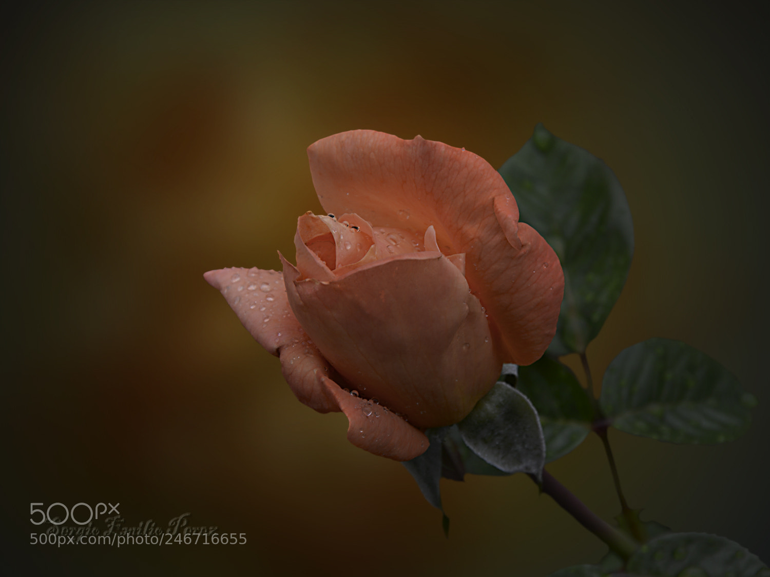 Nikon D5200 sample photo. Today... photography