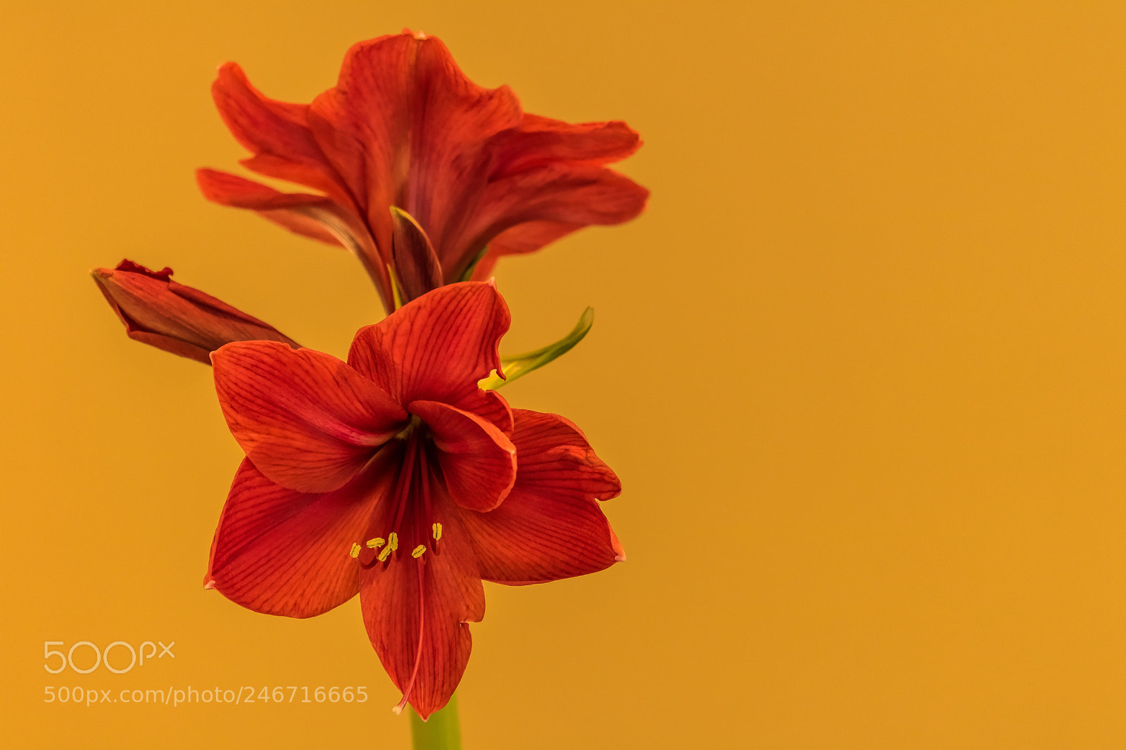 Canon EOS 750D (EOS Rebel T6i / EOS Kiss X8i) sample photo. Amaryllis in our kitchen photography