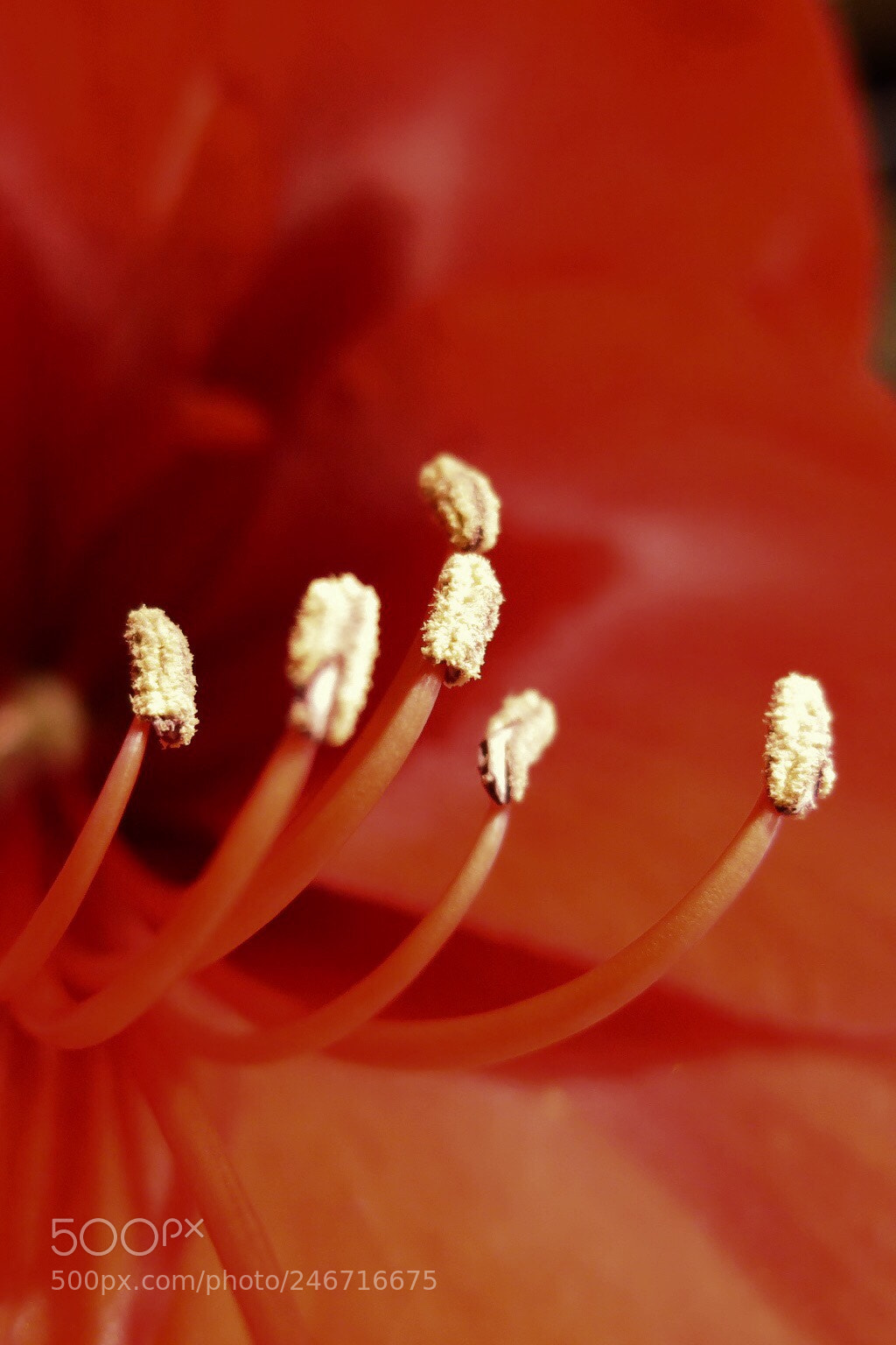 Canon PowerShot G16 sample photo. Amaryllis up close photography