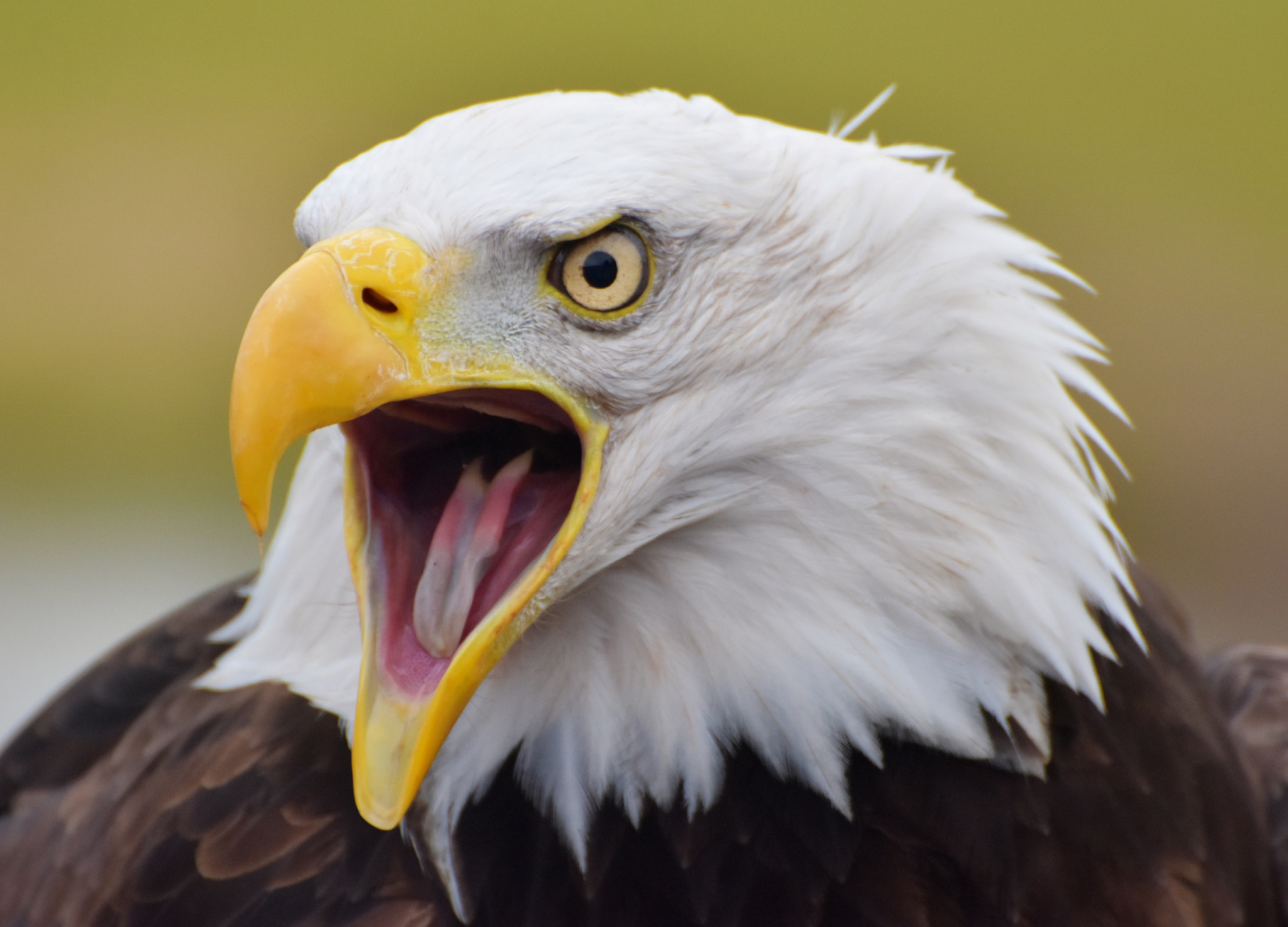Nikon D7200 sample photo. Bald eagle photography
