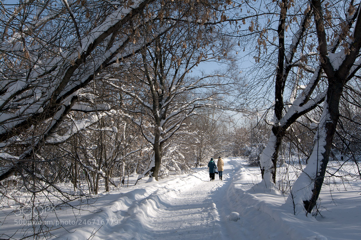 Pentax K-7 sample photo. Winter in park. photography
