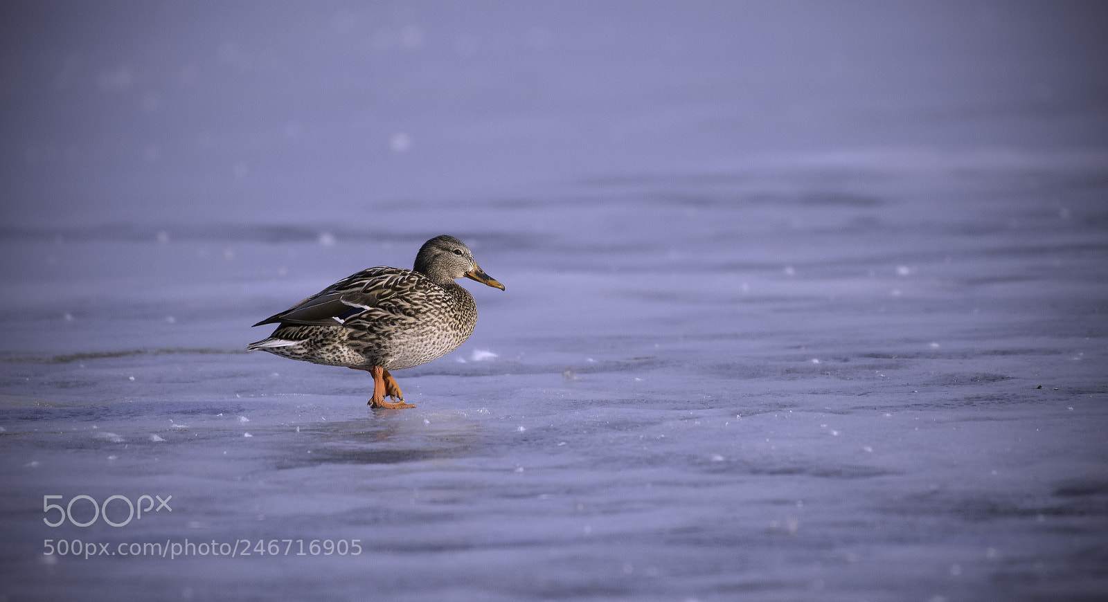 Nikon D500 sample photo. Mallard duck photography