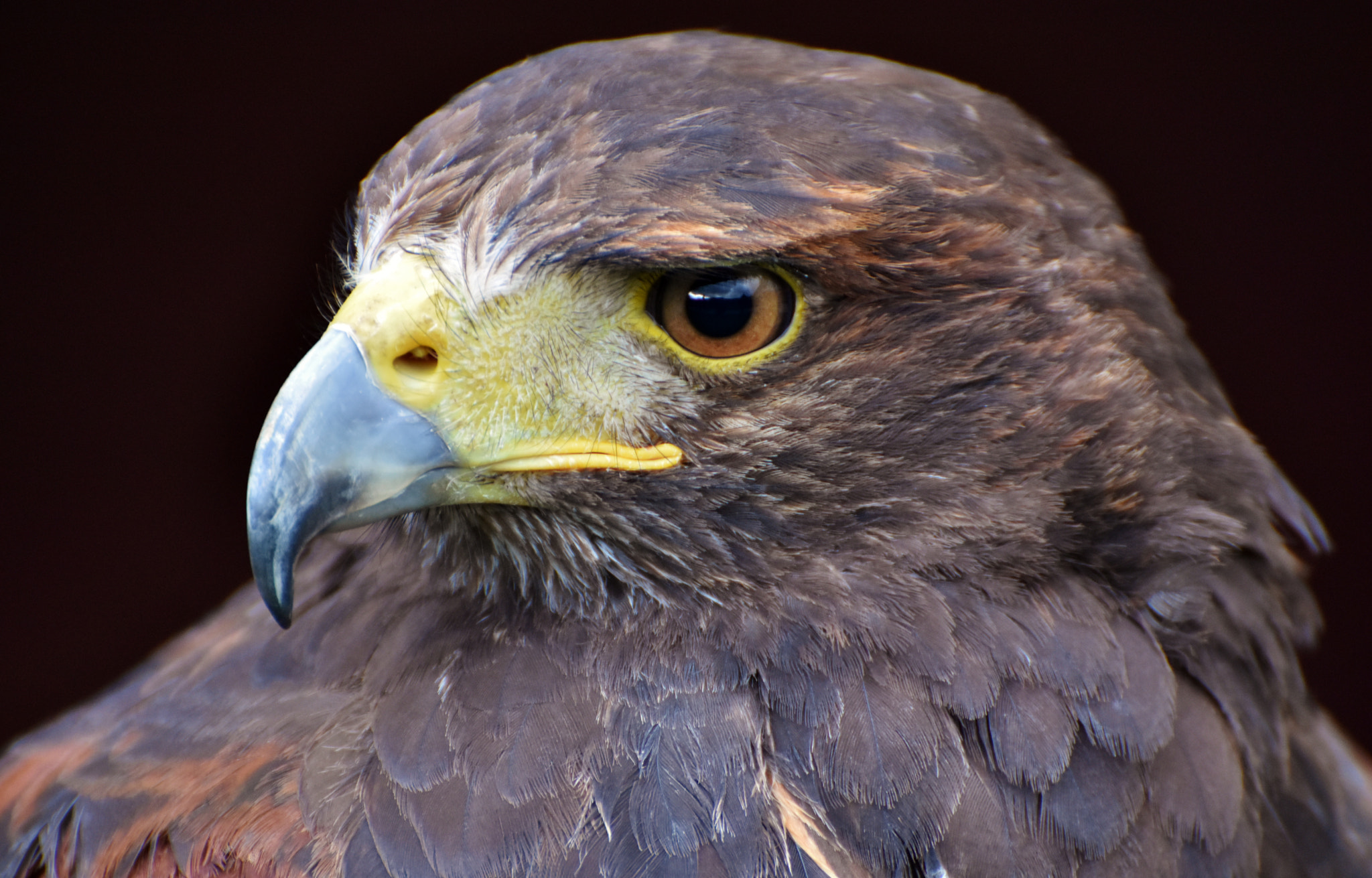 Nikon D7200 sample photo. Harris hawk photography