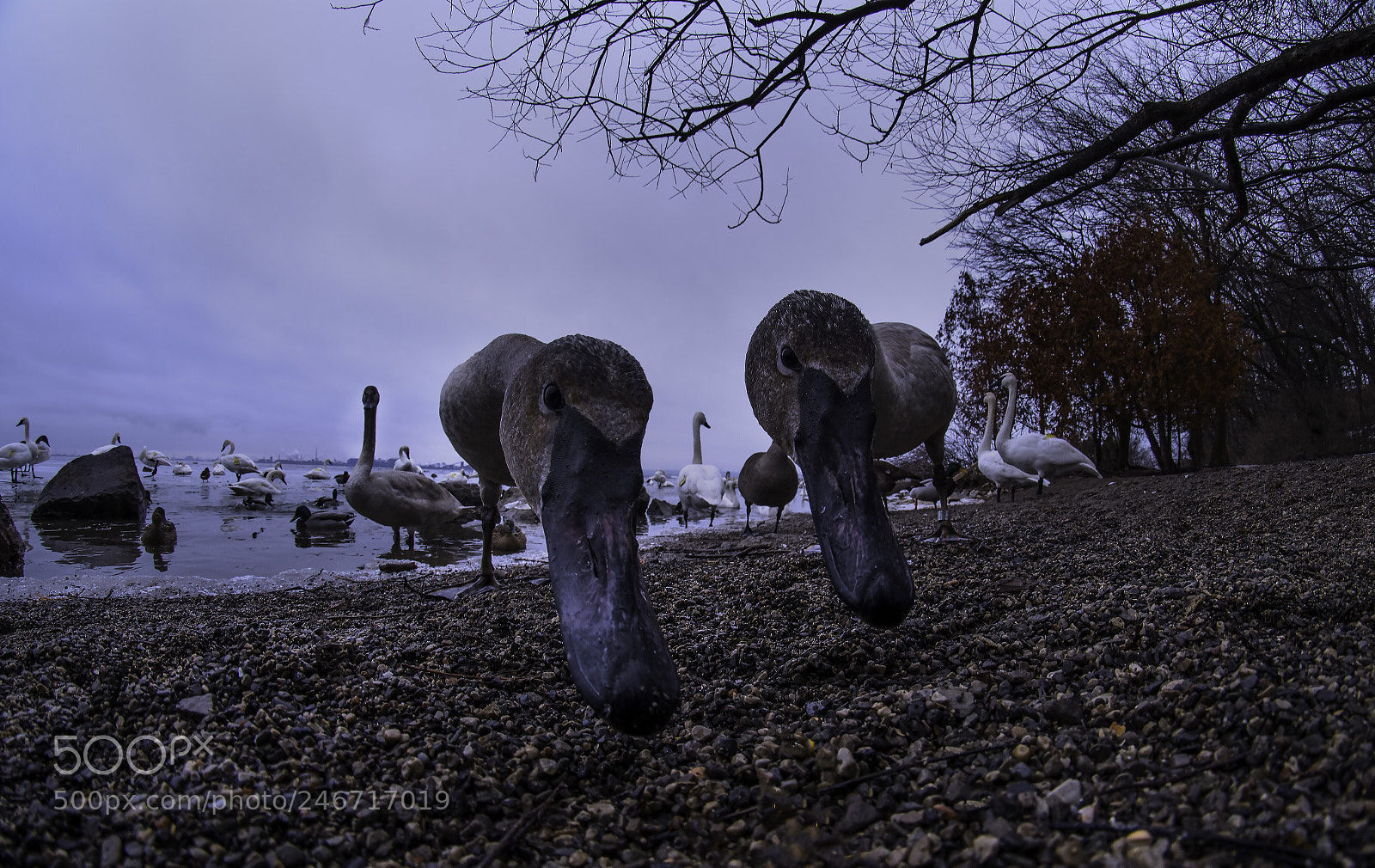 Nikon D500 sample photo. Curiosity photography